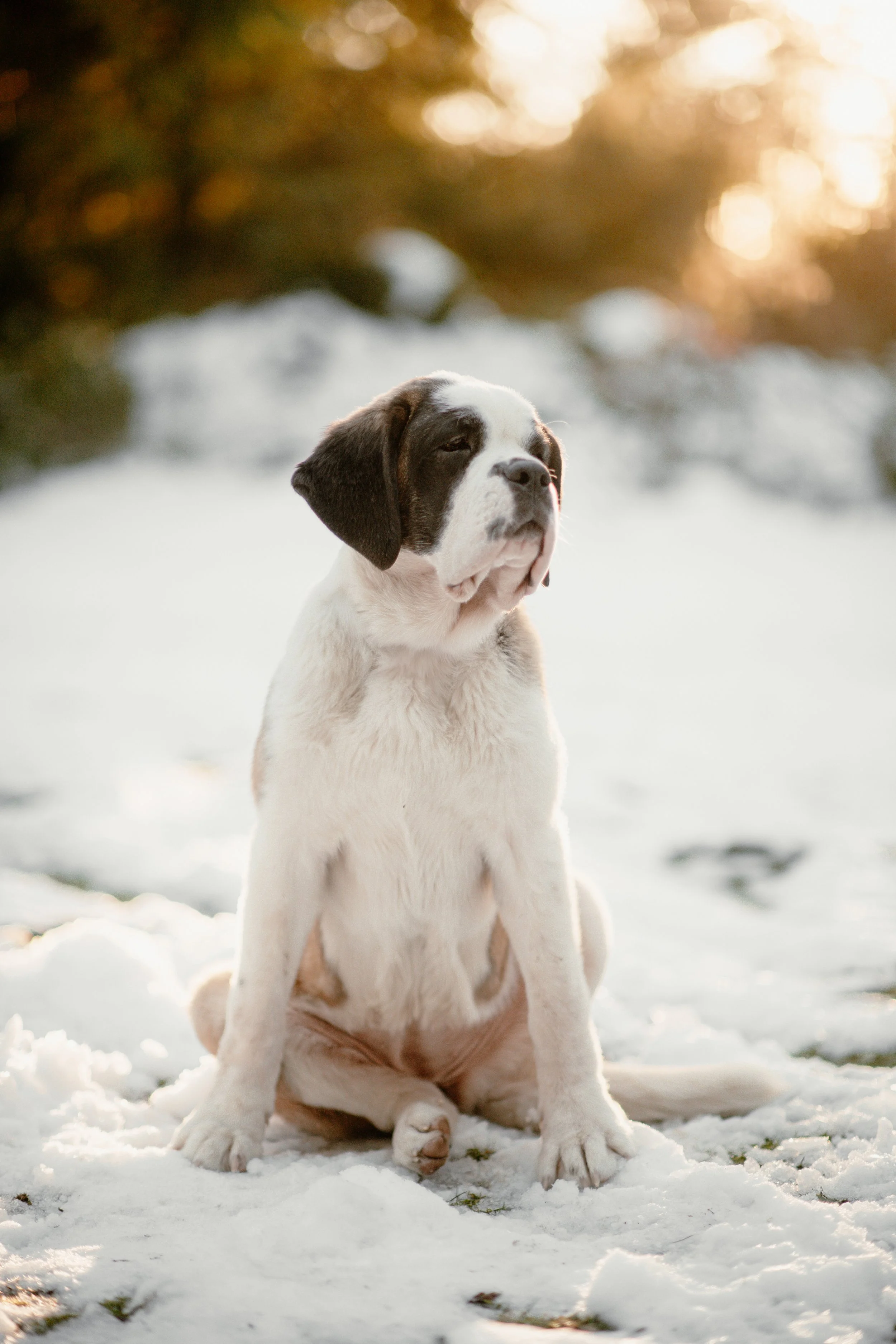 Betty White - St. Bernard