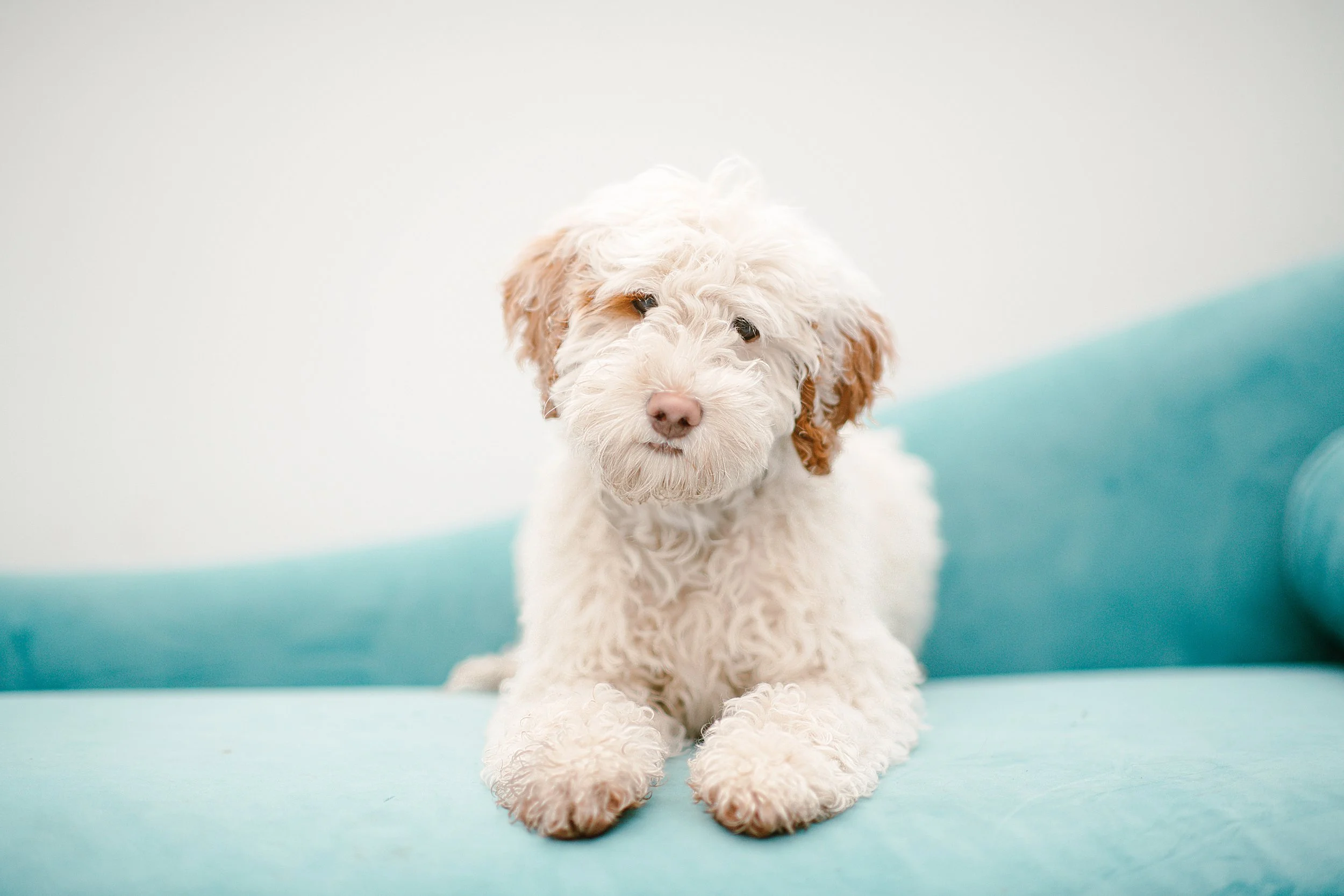 Snoopy - Mini Goldendoodle