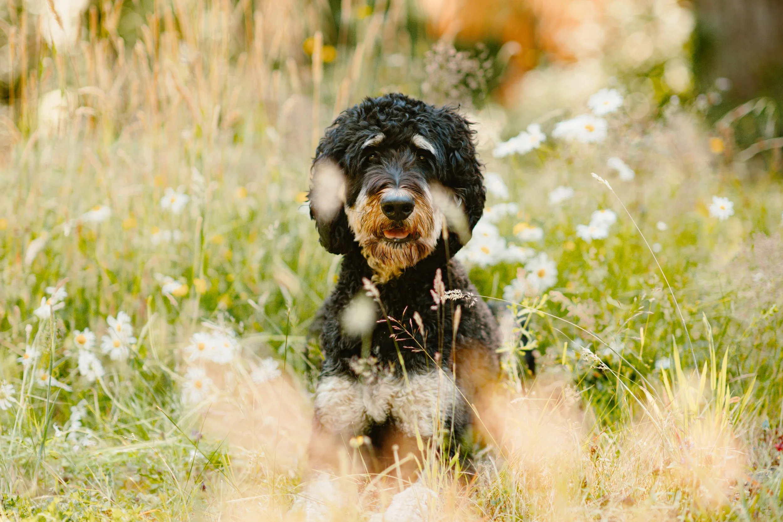 Pico - Bernedoodle