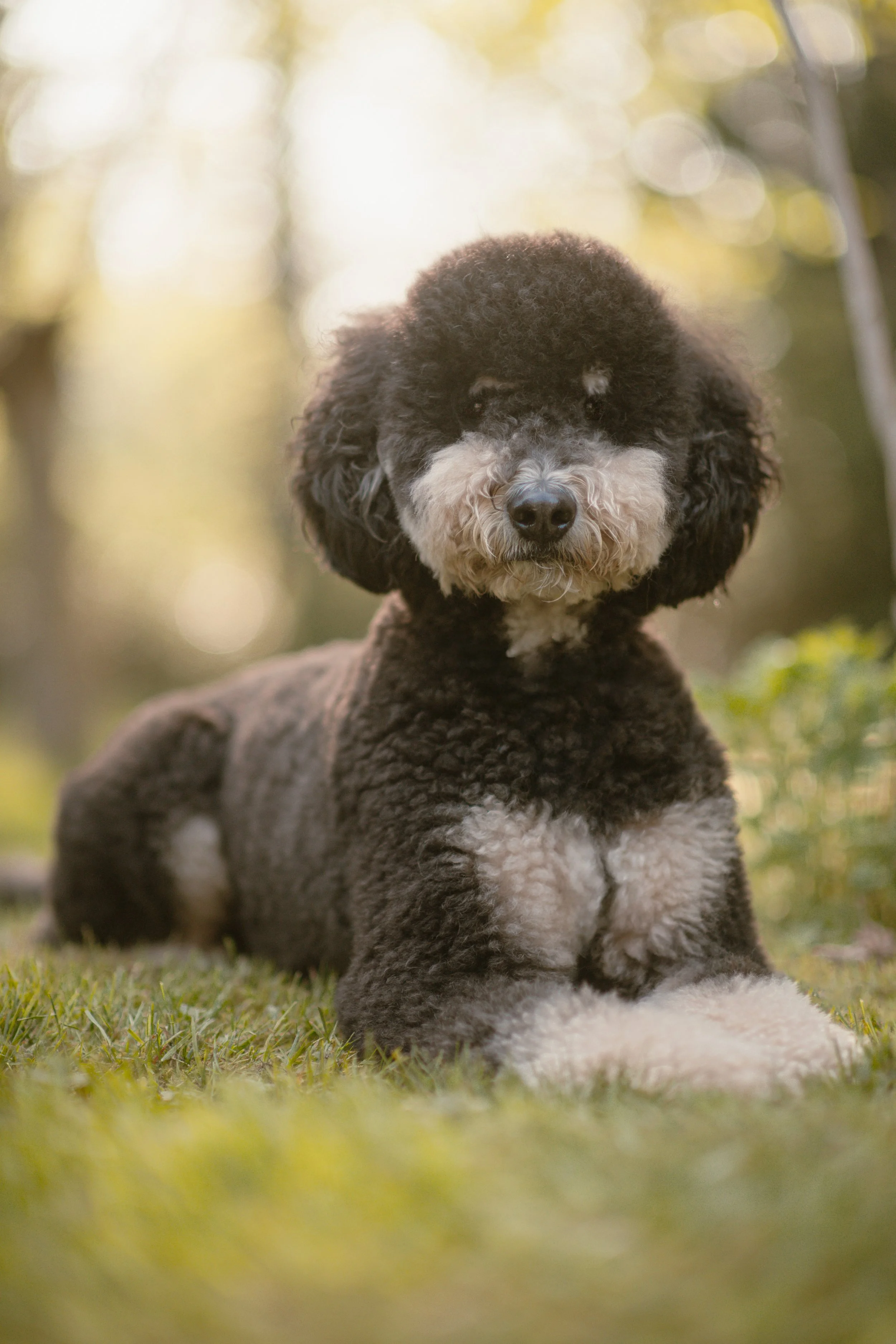 Maximo - Bernedoodle