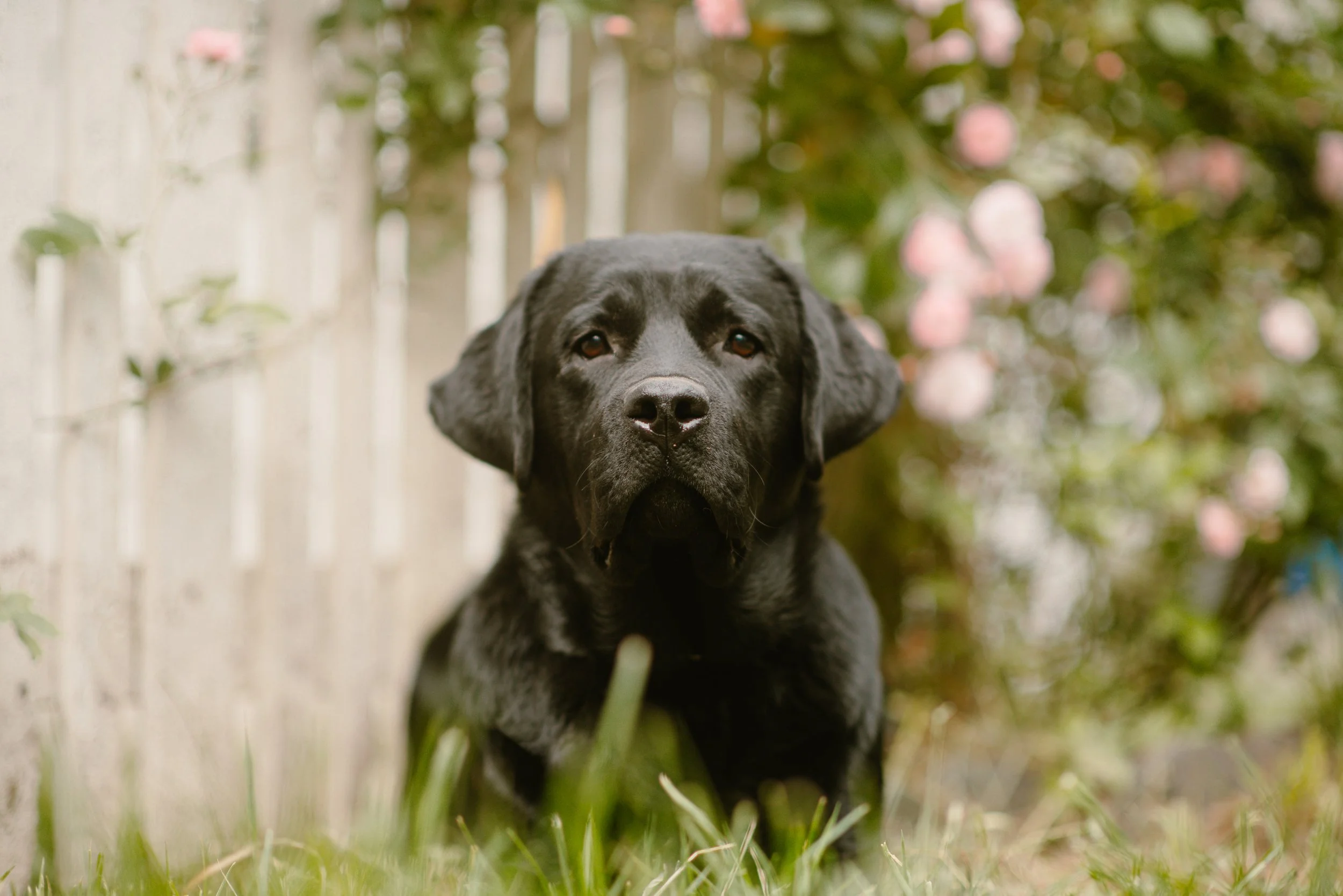 Silas - Labrador