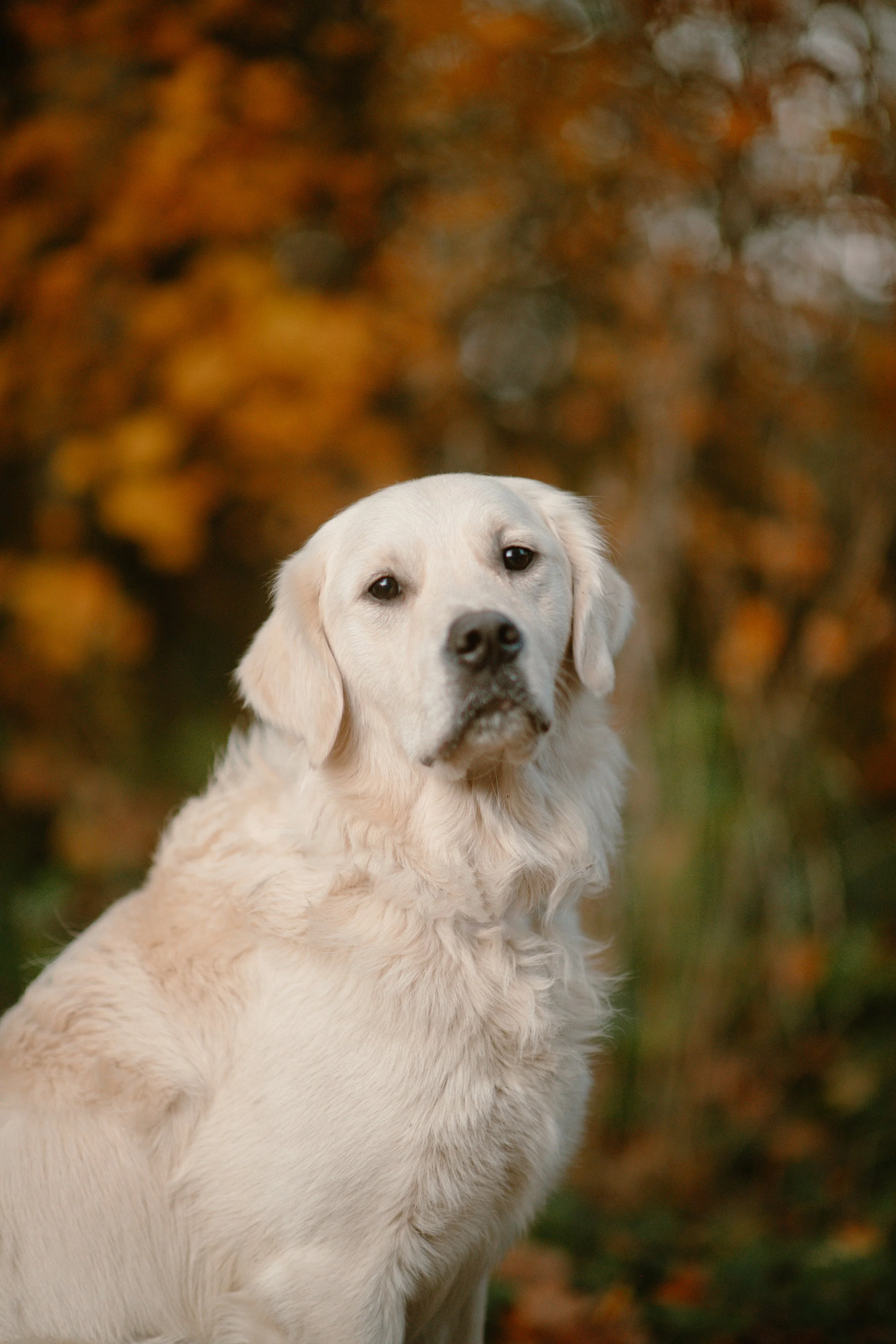 Jagger - English Cream