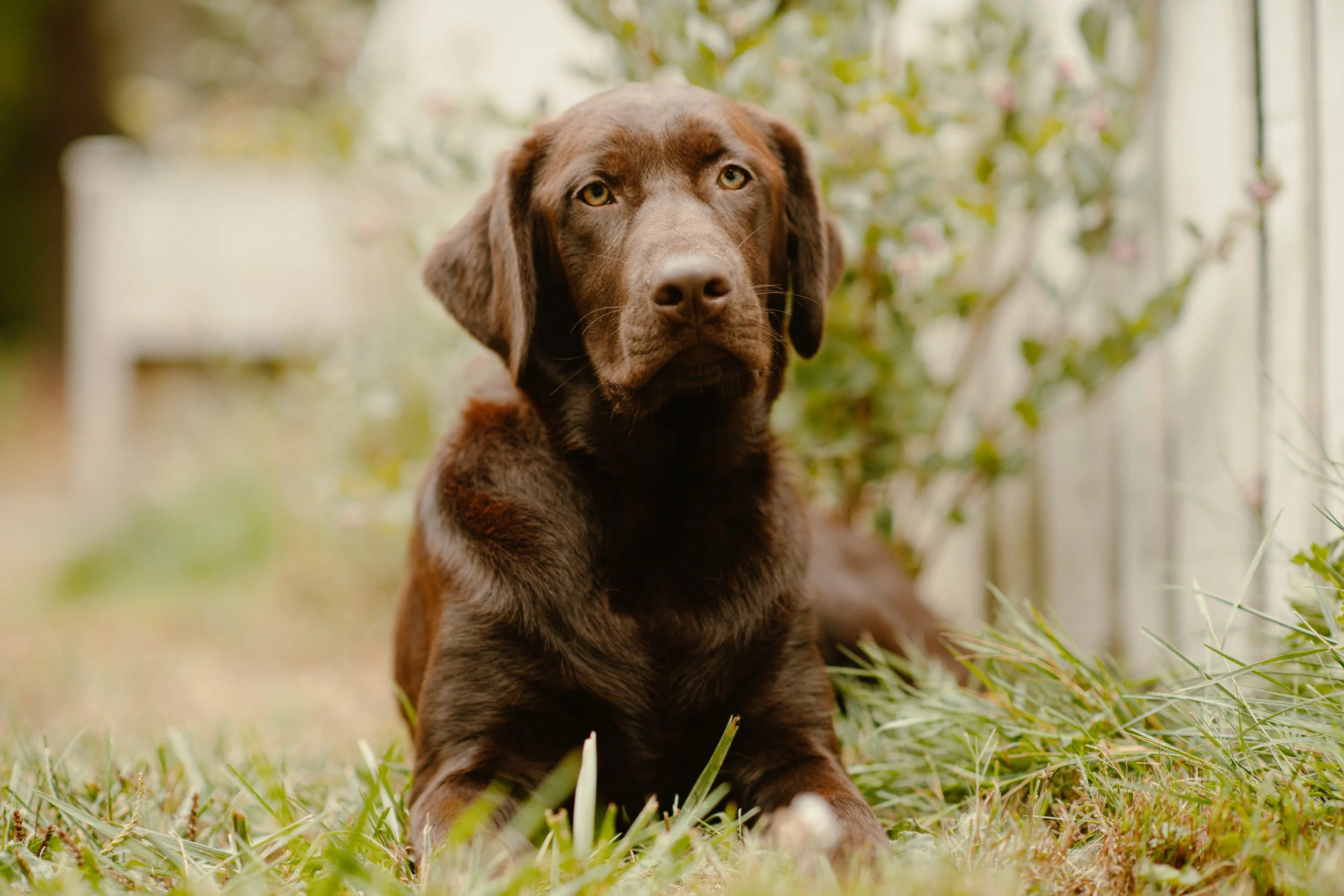 Simba - Labrador