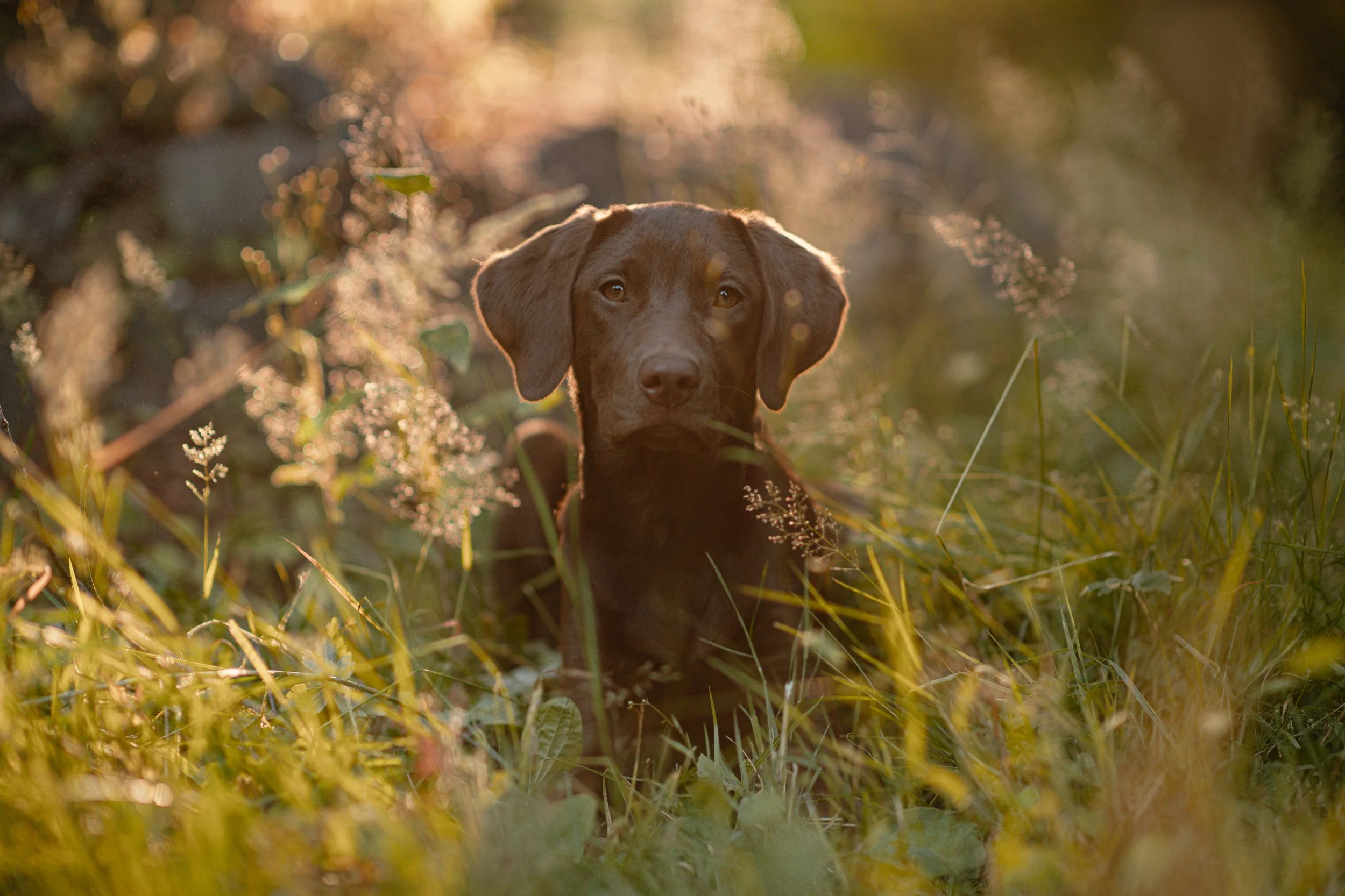 Stella - Labrador