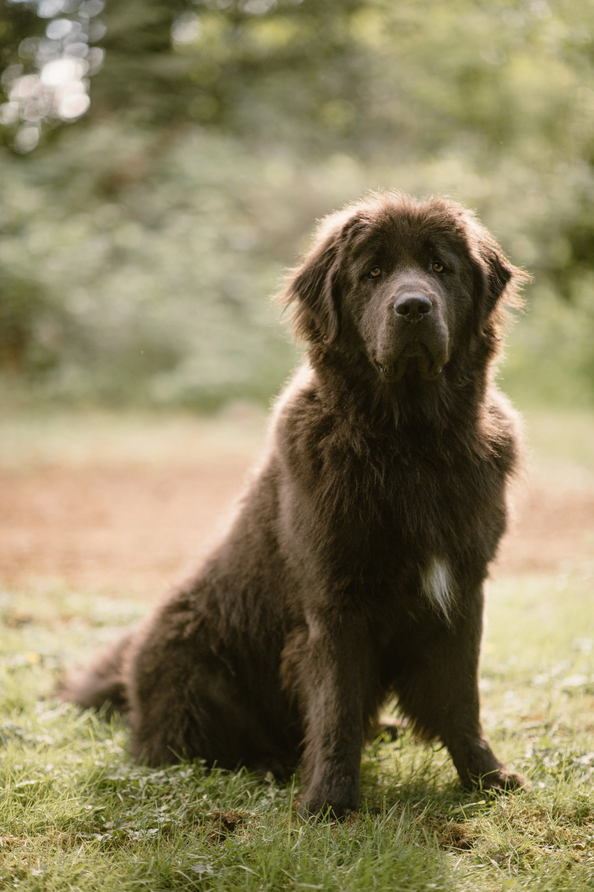 Winston - Newfoundland