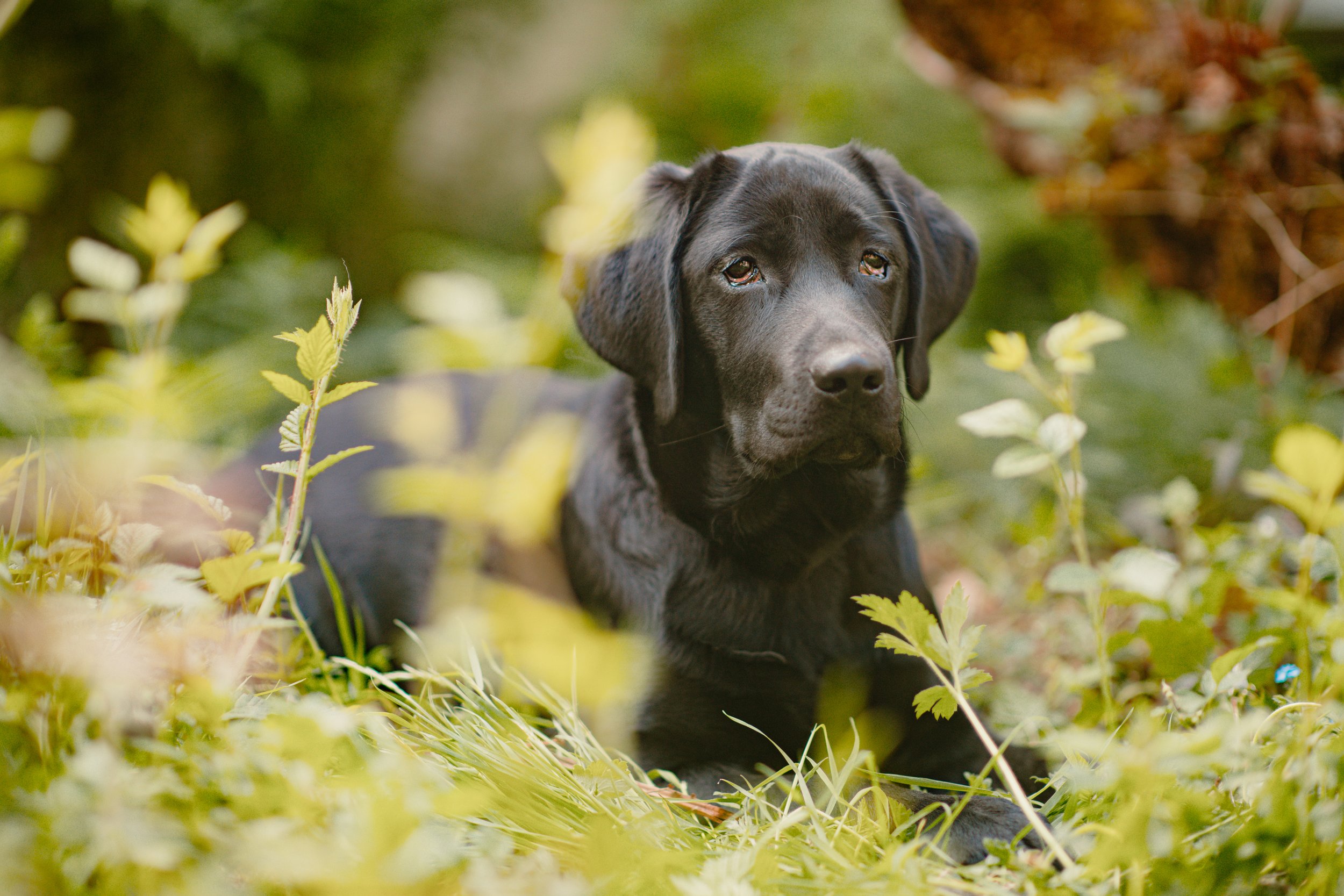 Dutch - Labrador