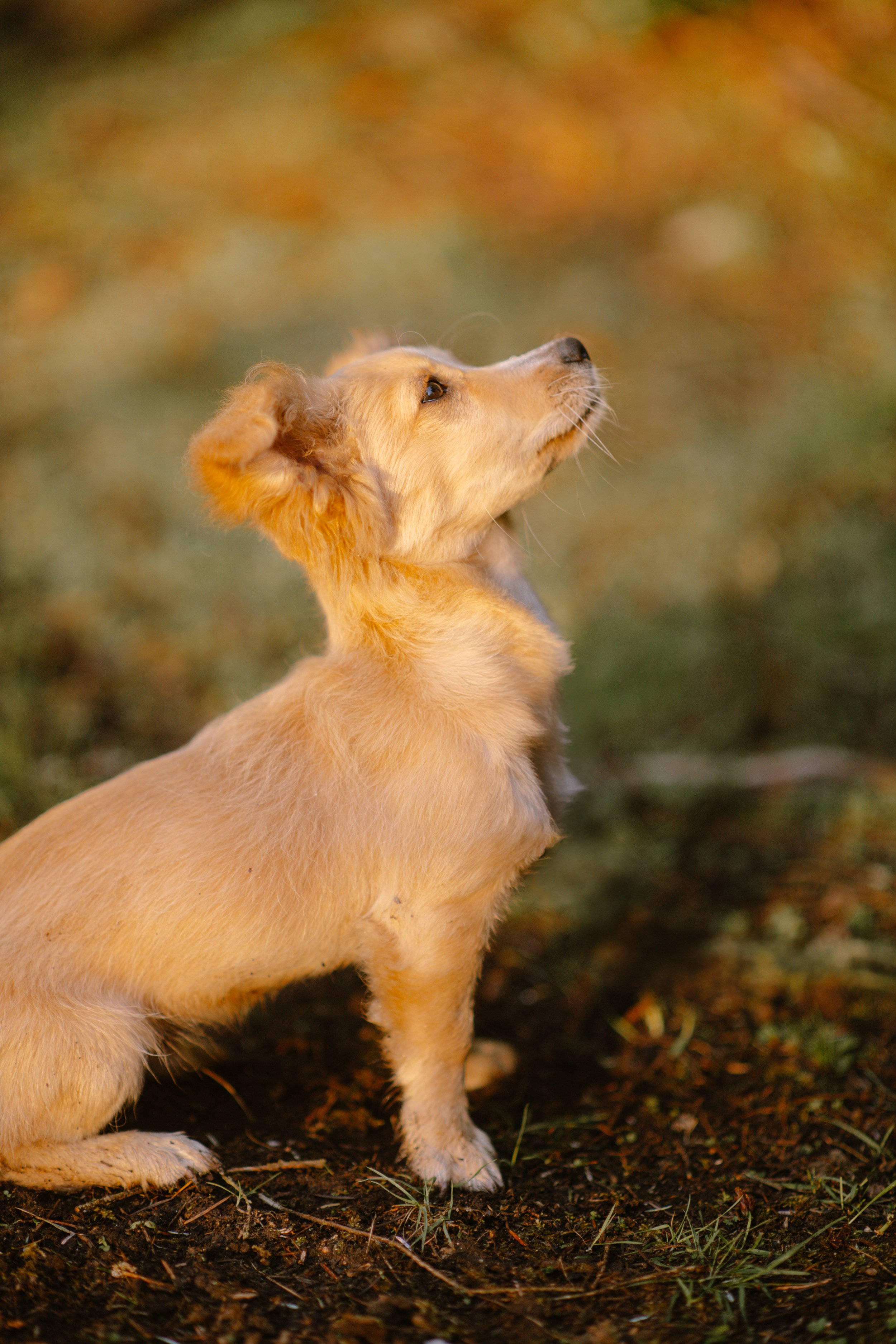 Louie - Dachshund Mix