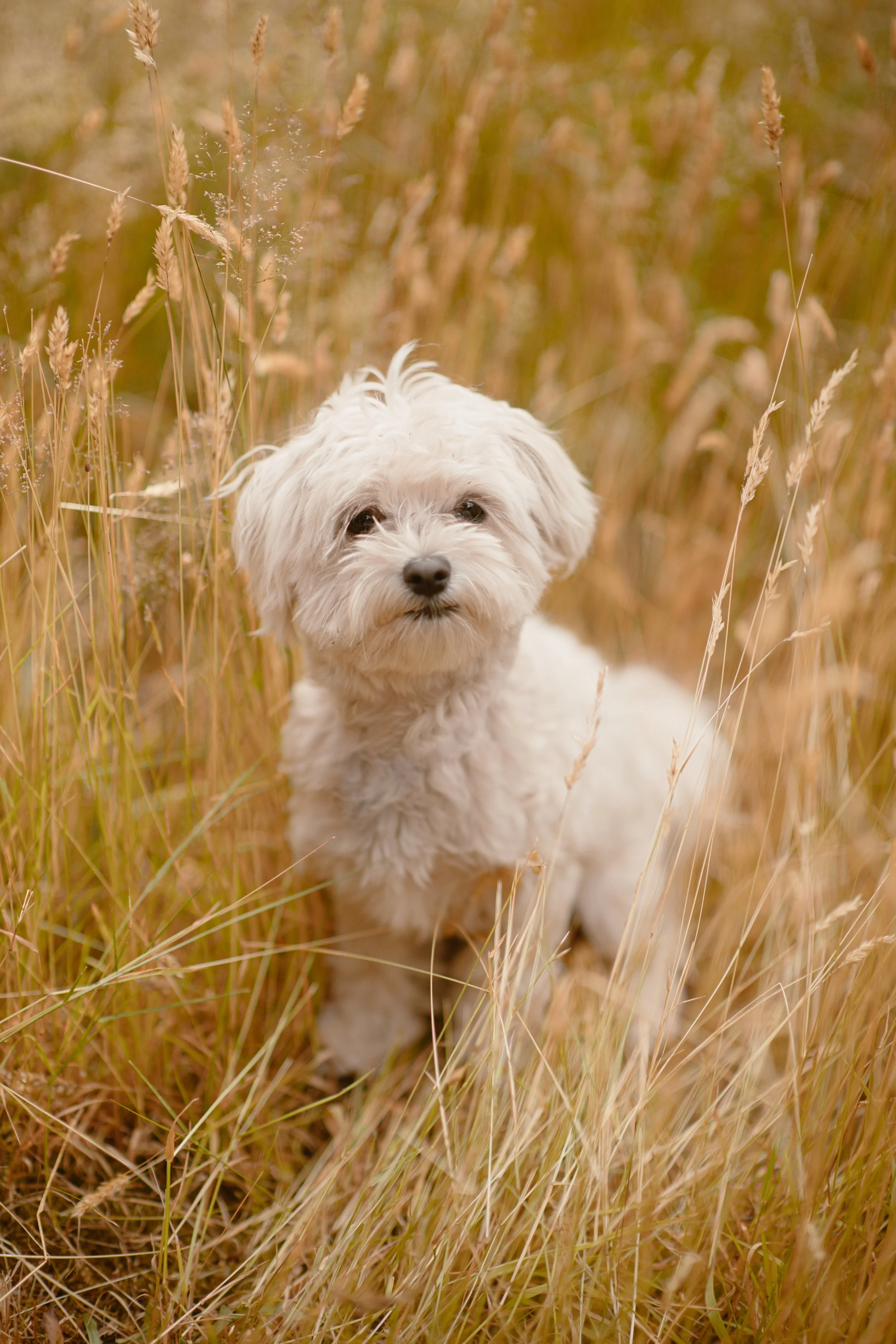 Lucy - Maltese