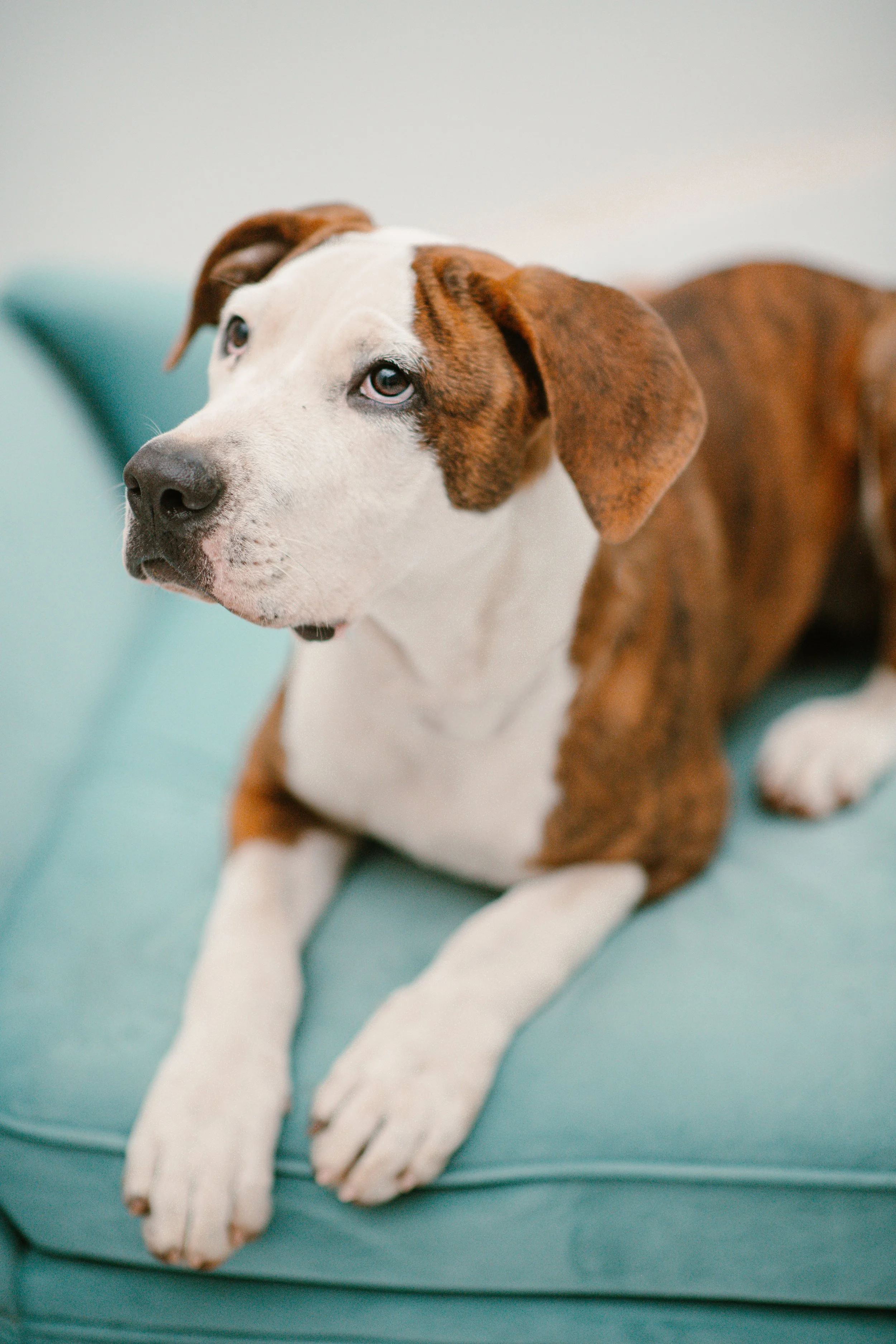 Luca - Mastiff Mix
