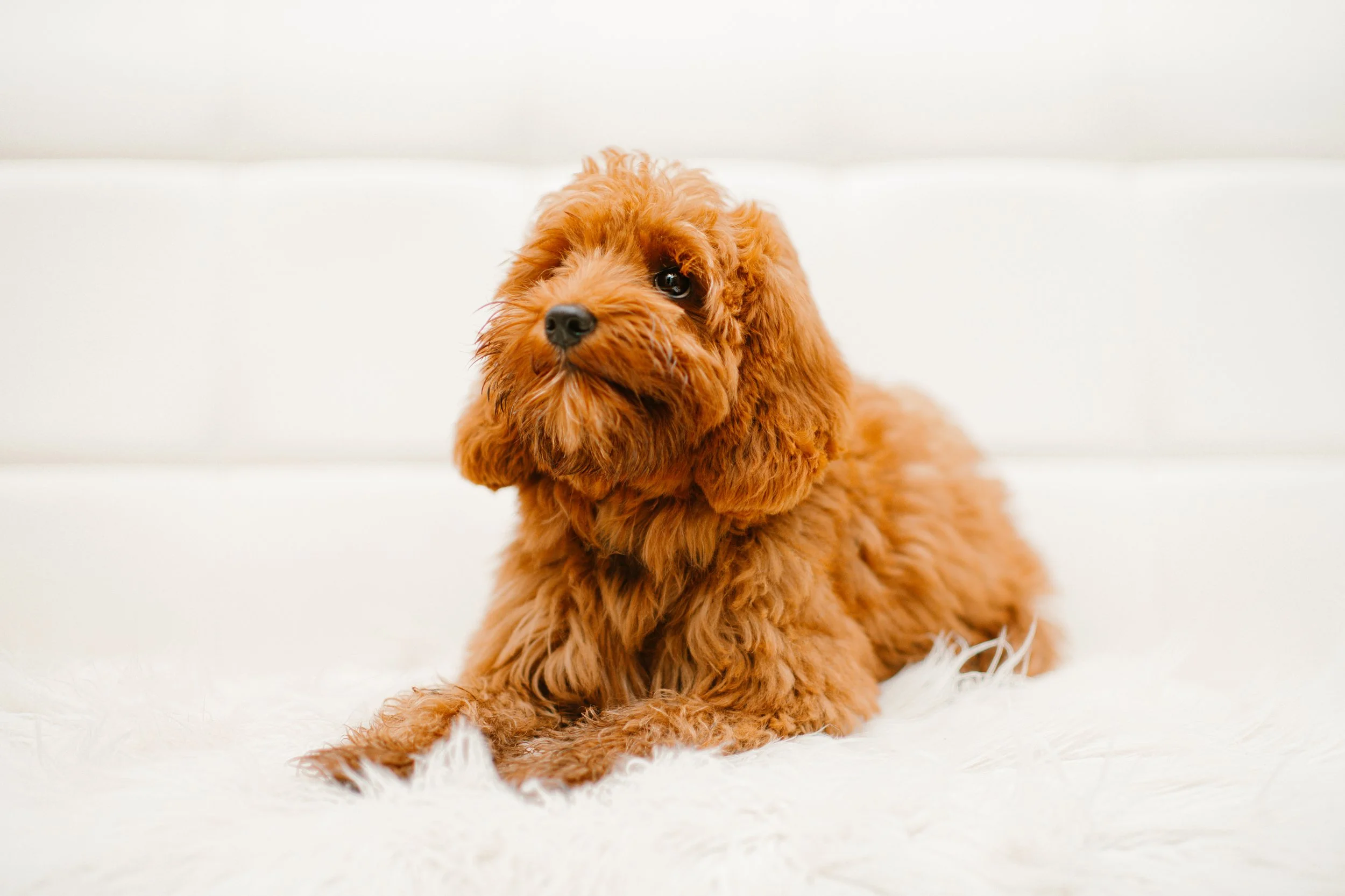 Laila - Aussie Labradoodle