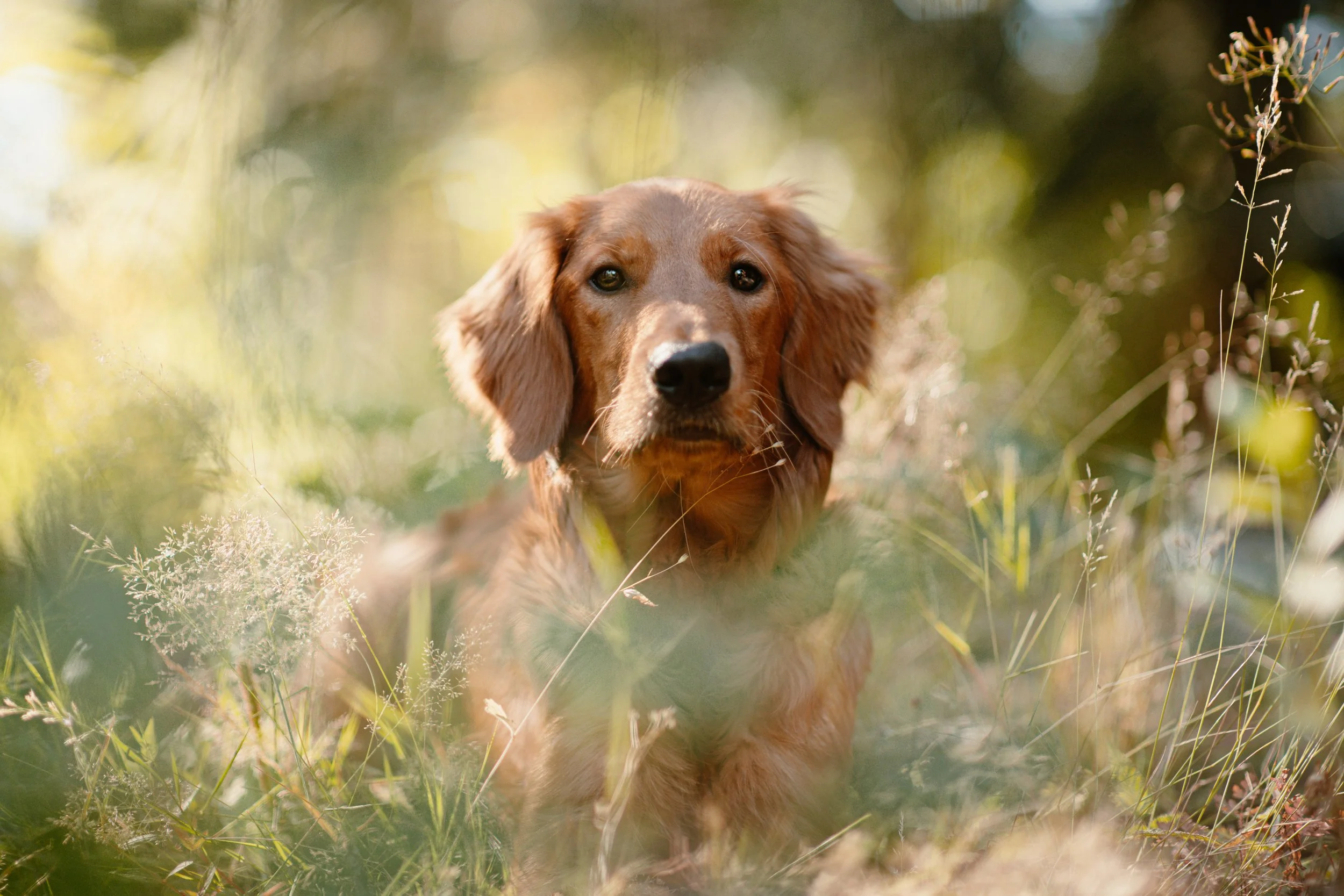 Whiskey - Golden Retriever