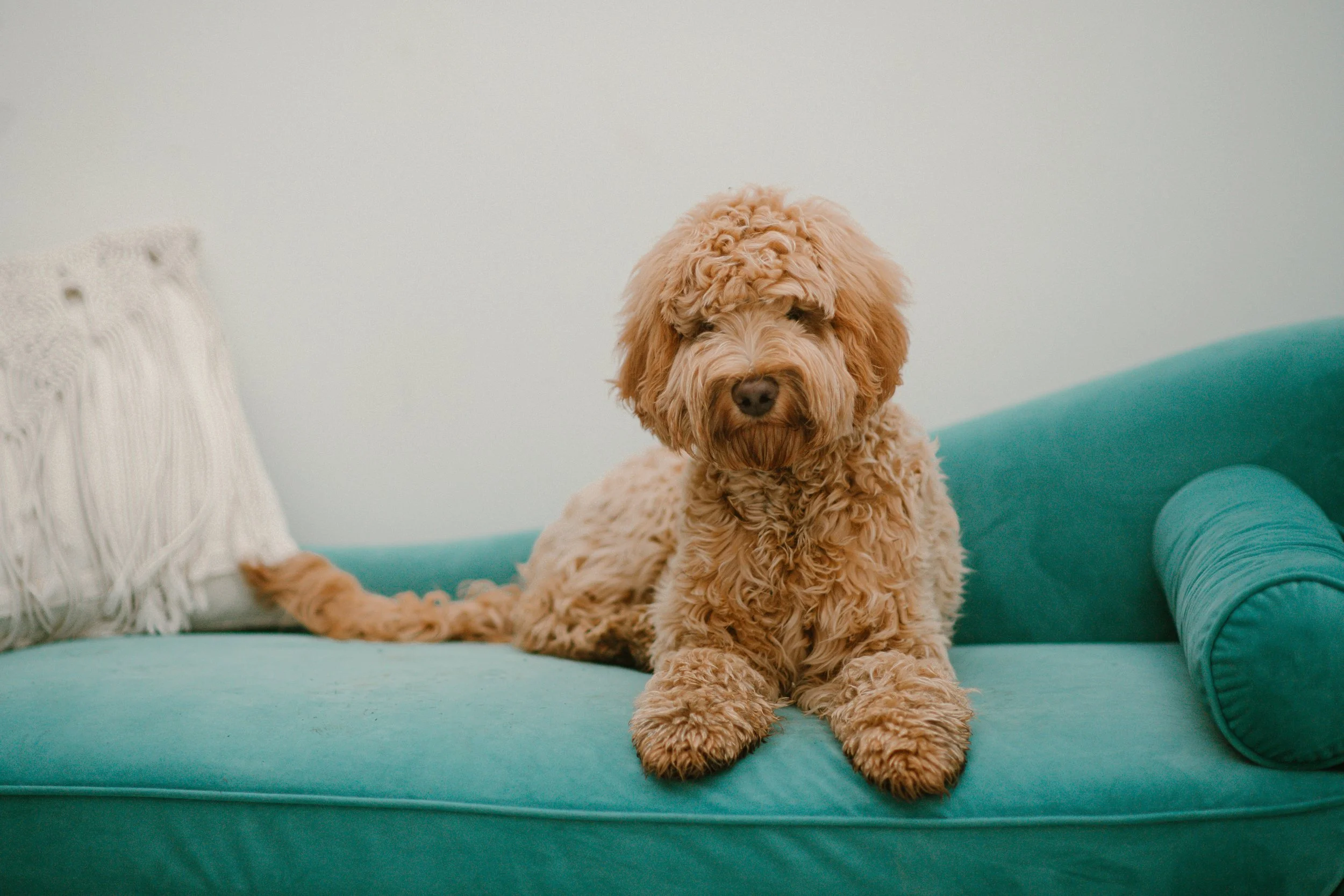 Juniper - Aussie Labradoodle