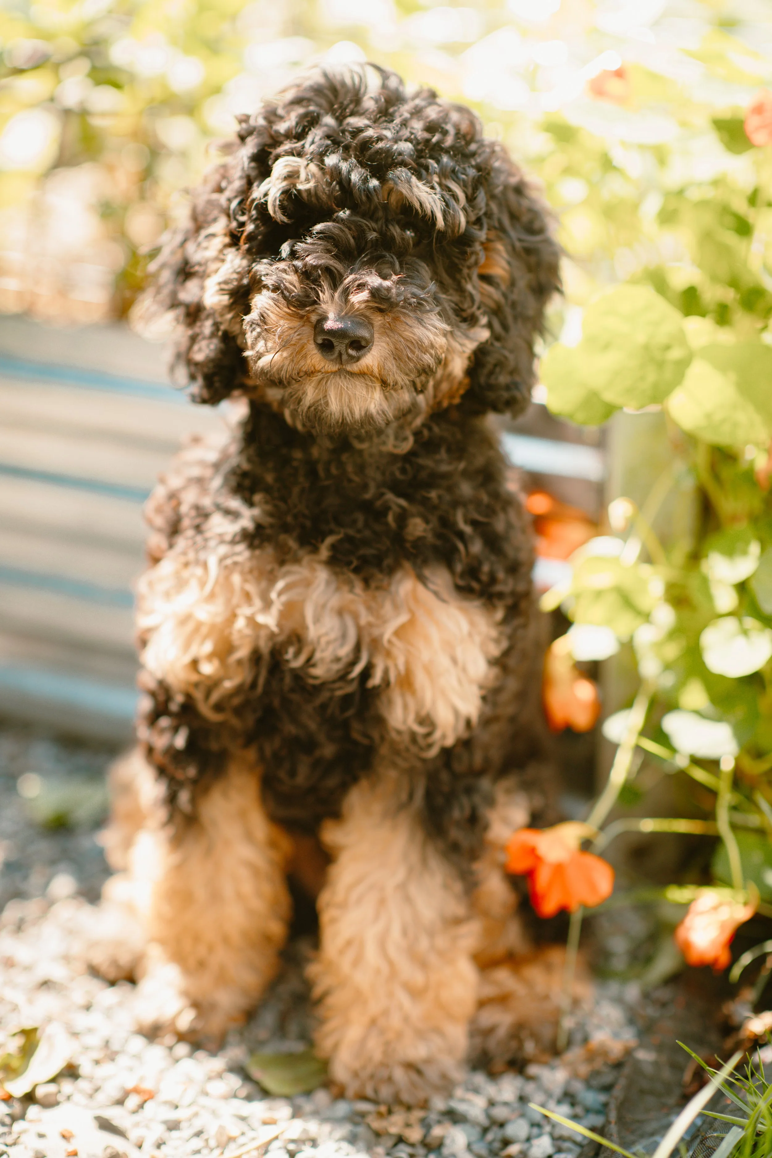 Nicky - Mini Poodle