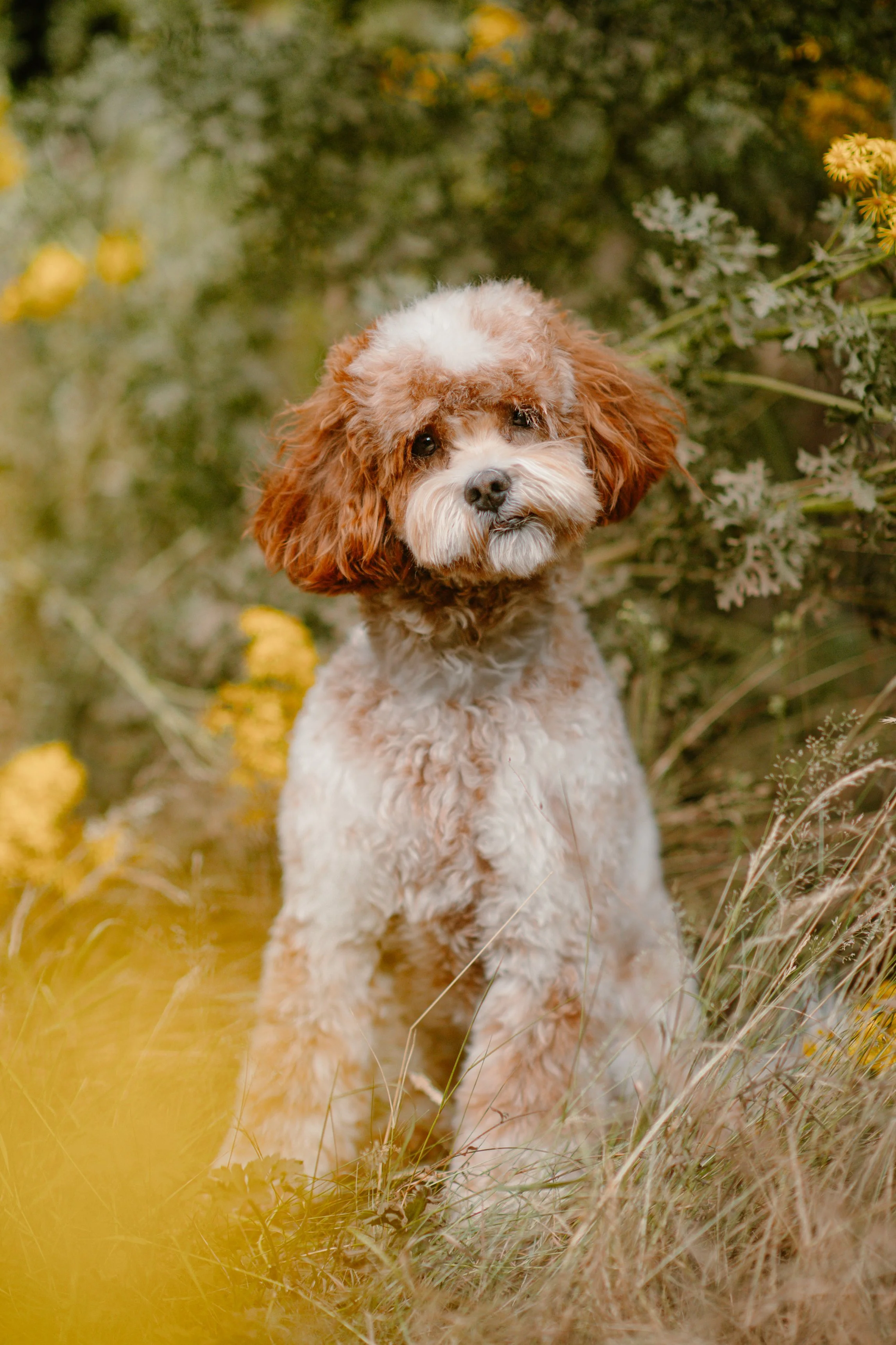 Heidi - Mini Aussie Labradoodle