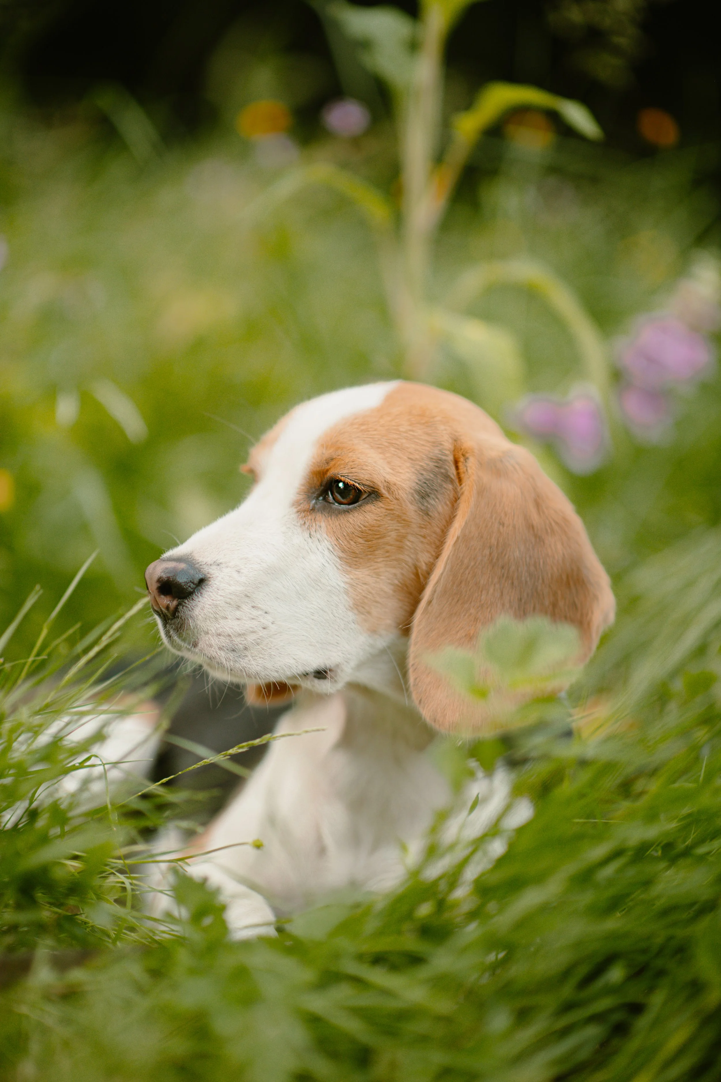 Oliver - Beagle