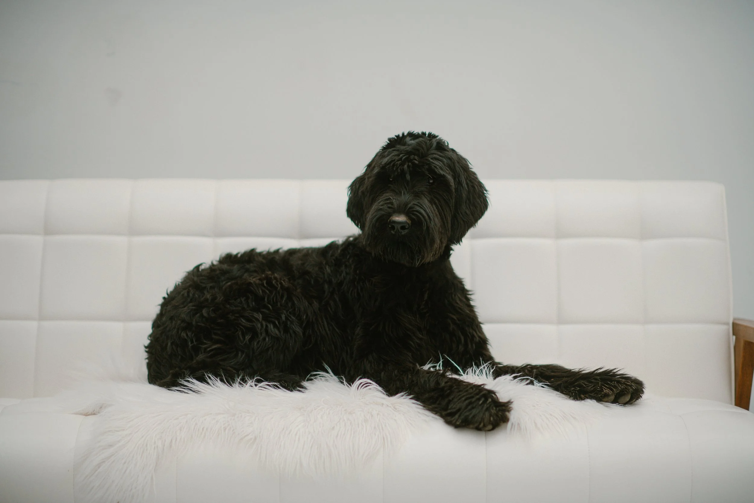 Daisy - Giant Schnauzer