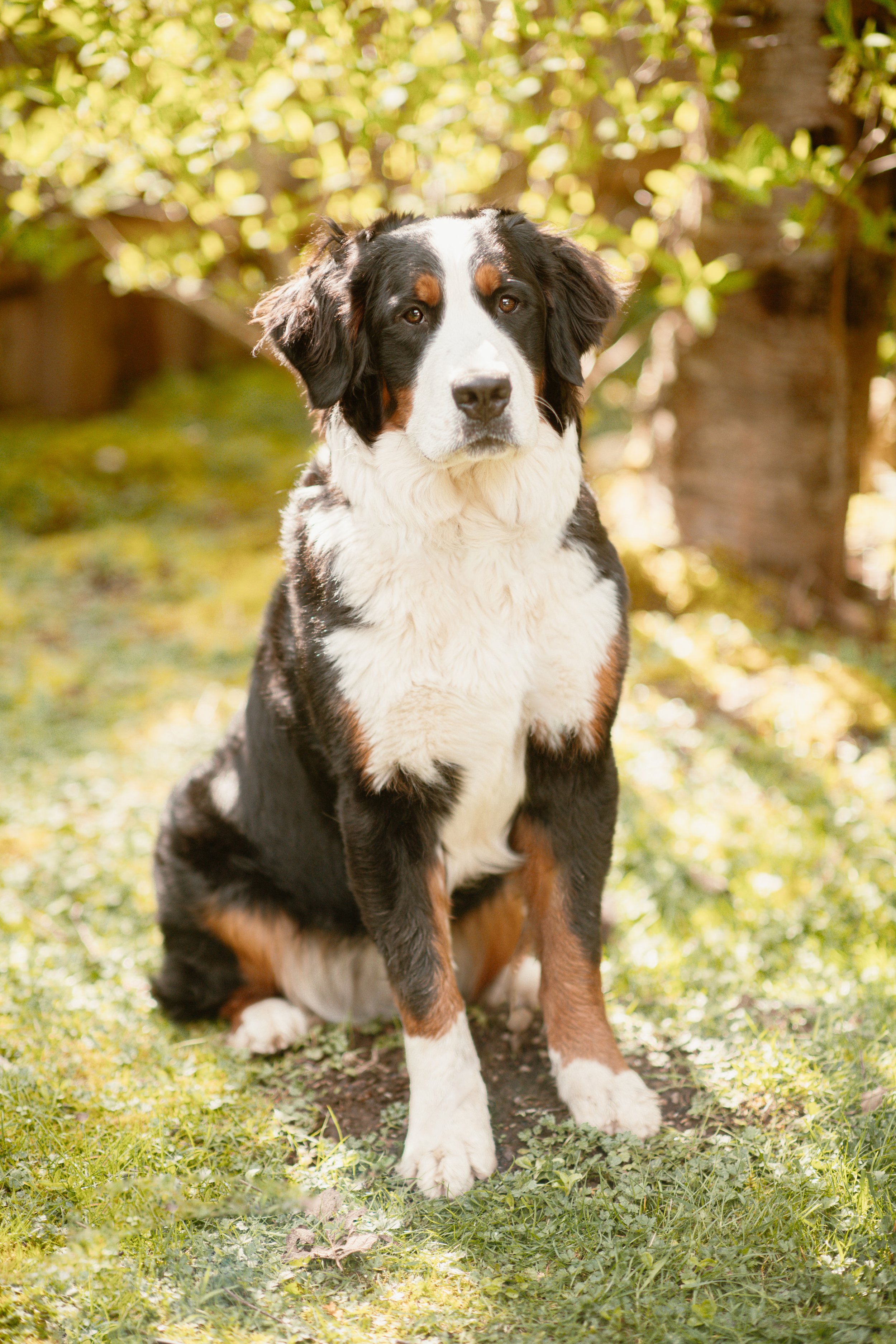 Millie - Bernese Mountain Dog