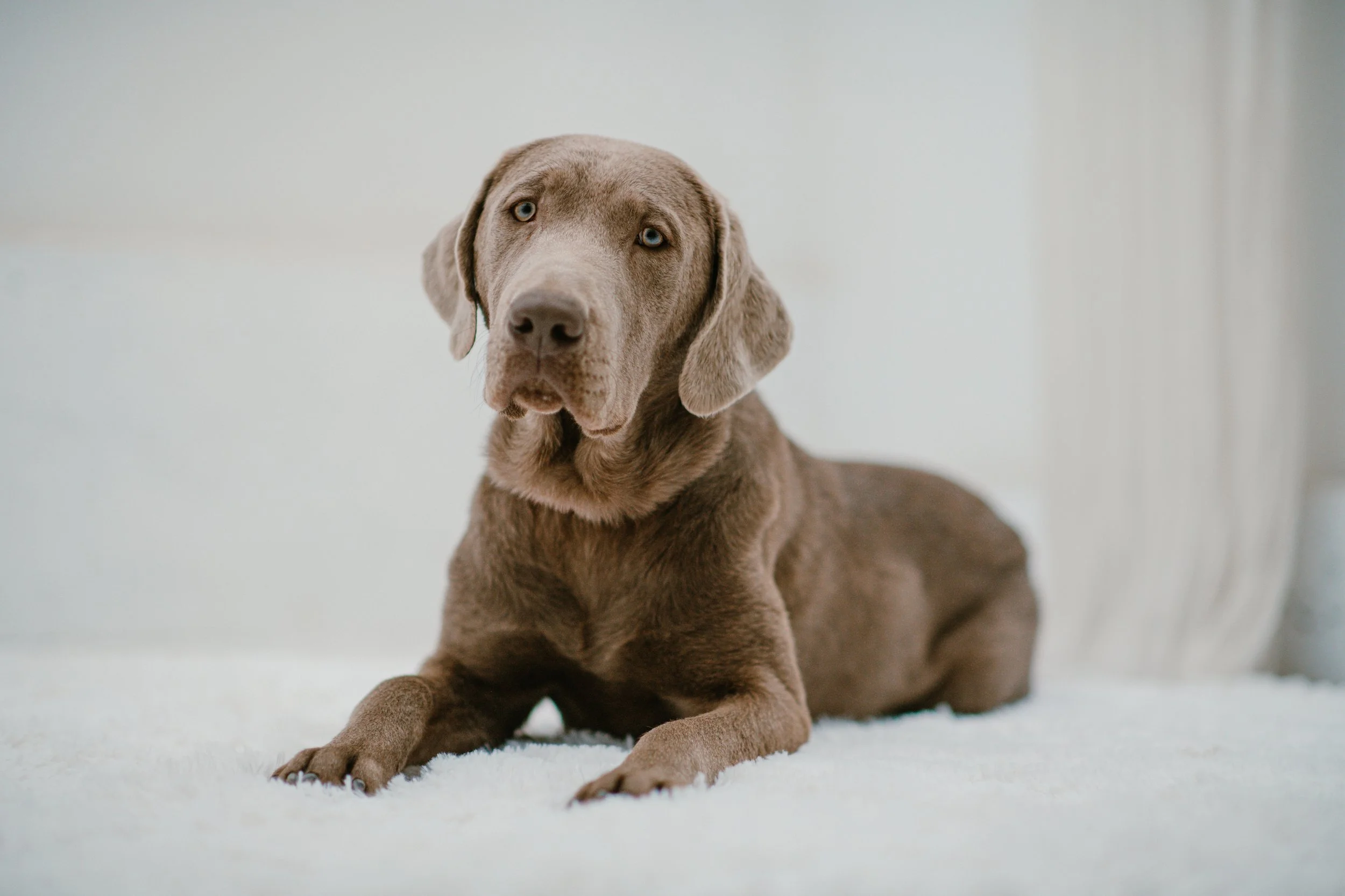 Fiddlesticks - Silver Labrador