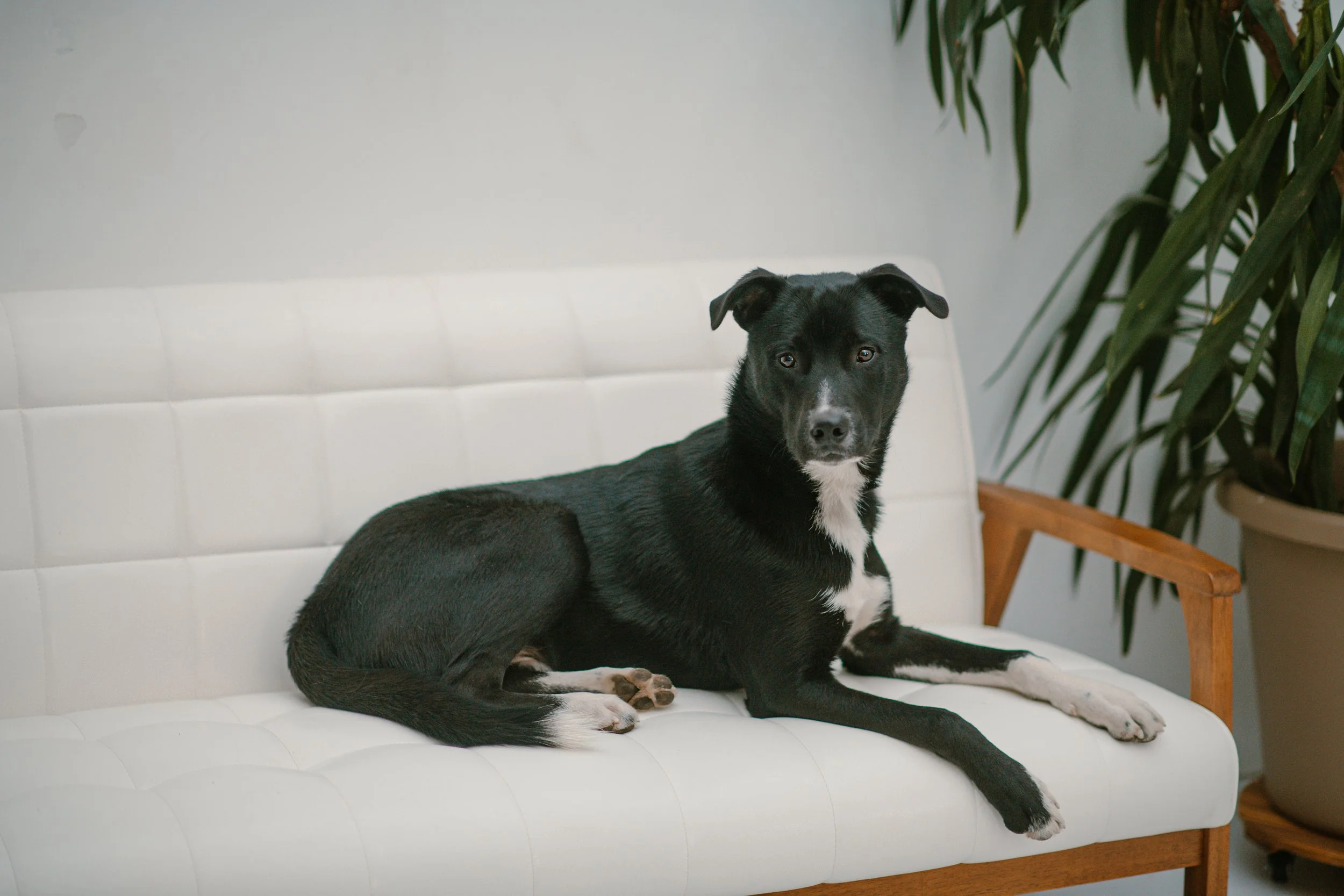 Nico - Lab Husky Mix