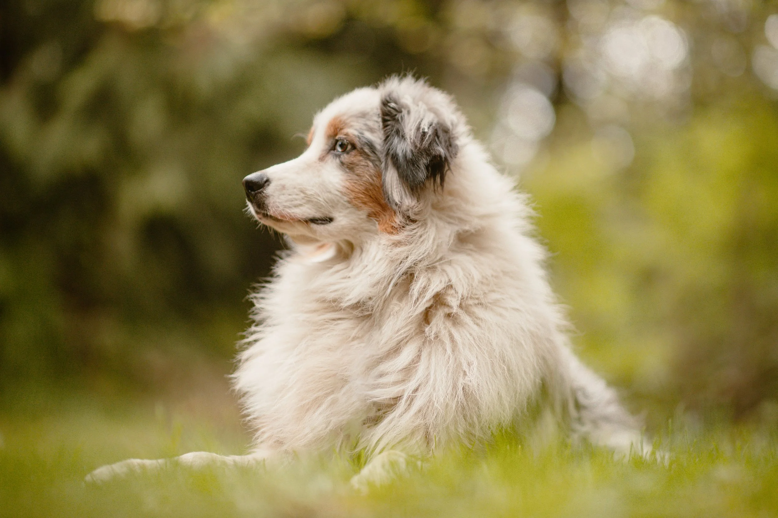 Shadow - Australian Shepherd