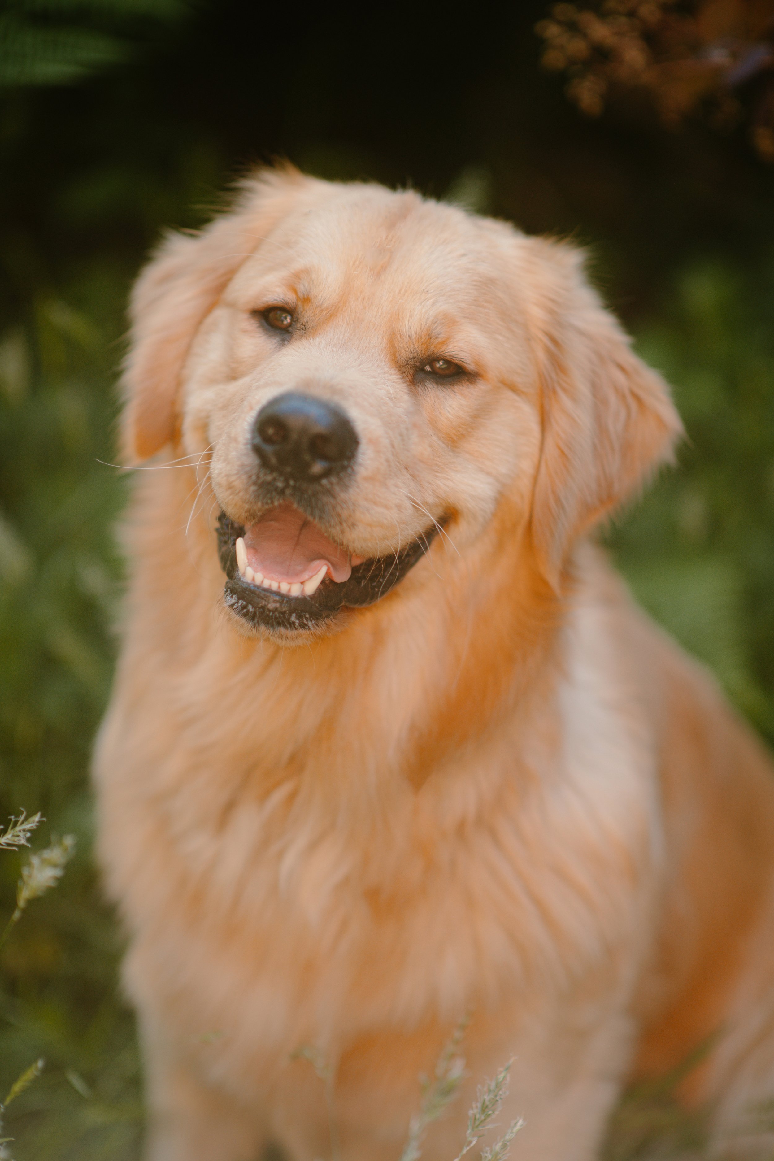 Harry - Golden Retriever