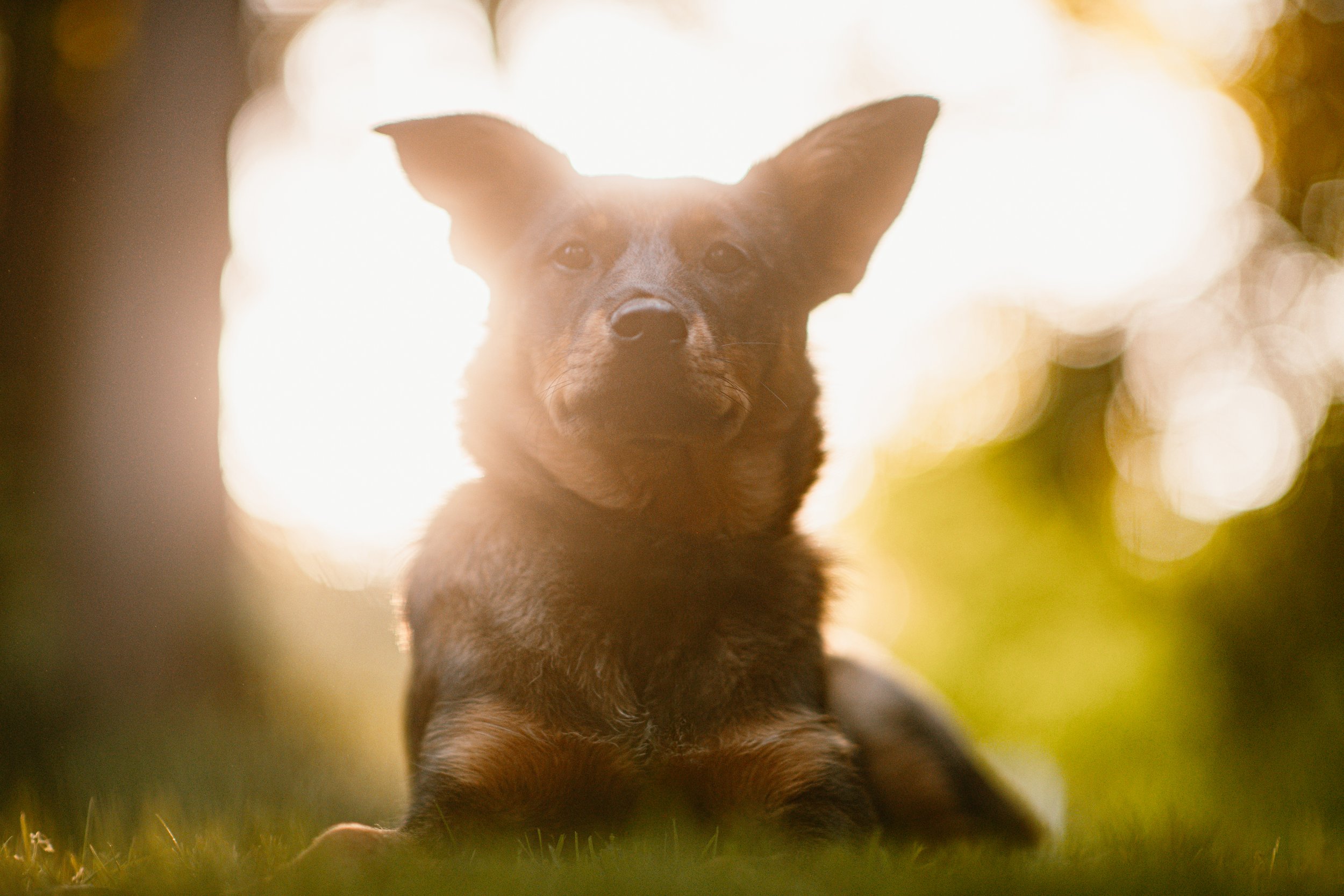 Penny - Cattle Dog Mix