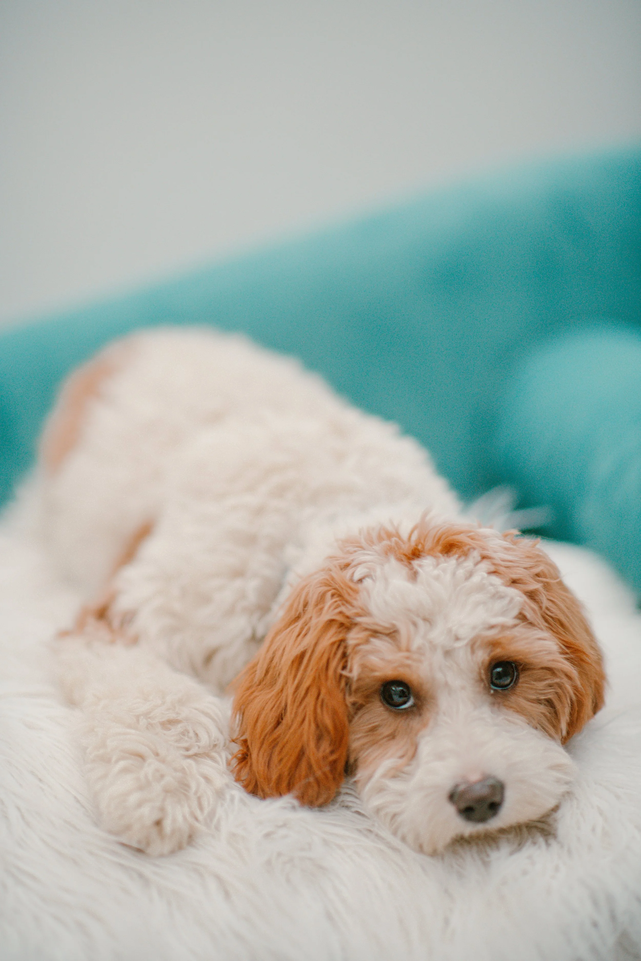 Arlo - Cavapoo