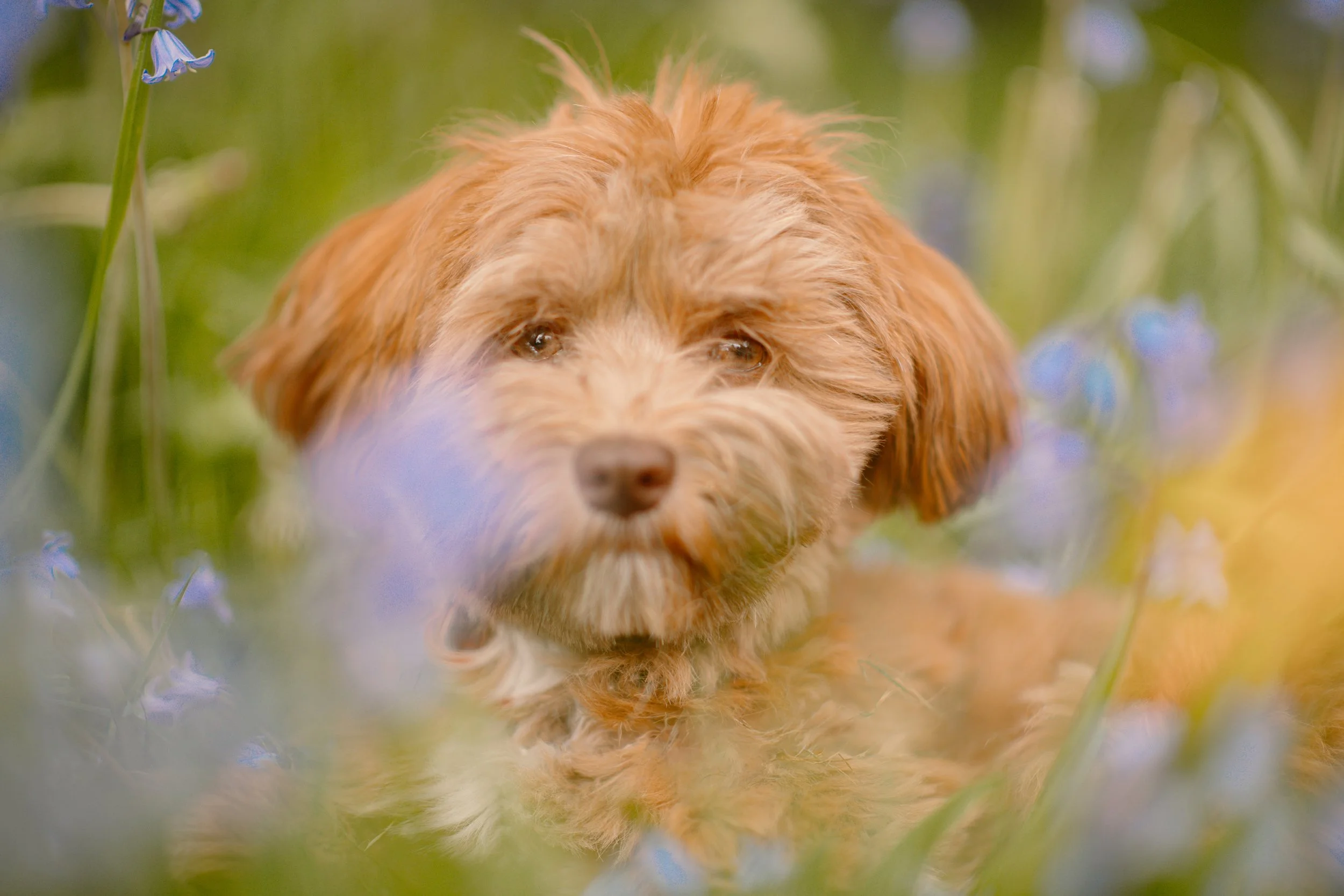 Rosie - Havanese