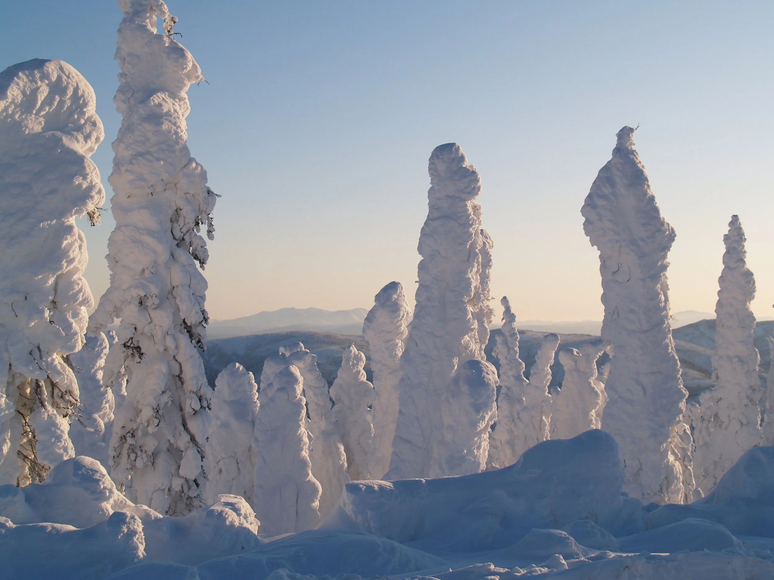 W - trees - 2011.JPG