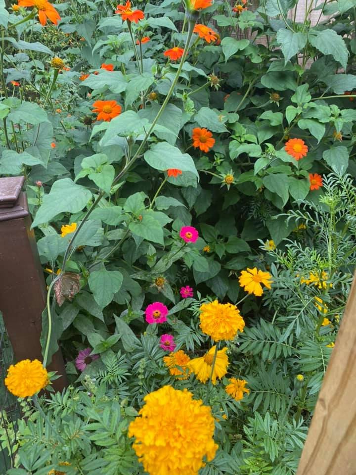 zinniamarigildmexican.jpg