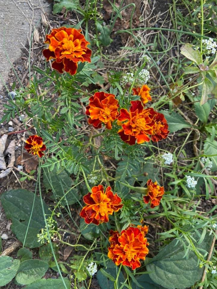 frenchmarigold.jpg