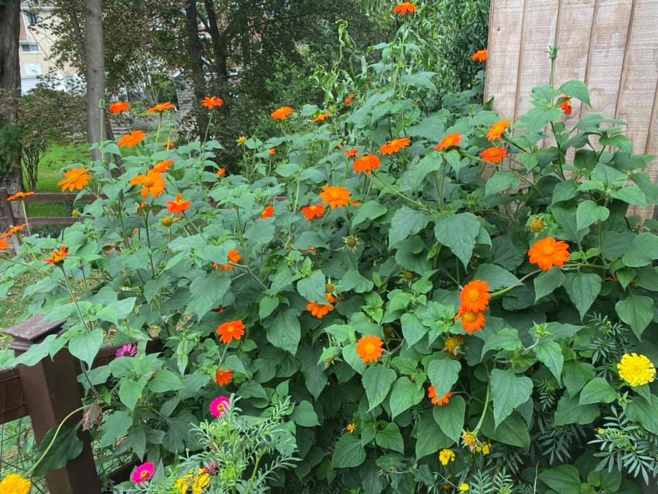 mexicansunflower.jpg