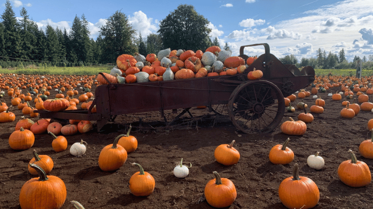 Hunttings-Pumpkin-Patch.webp