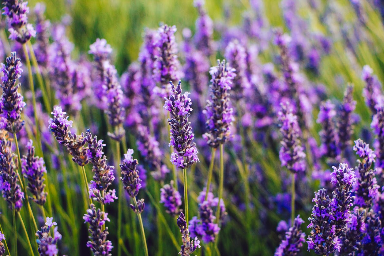 Visit the Bayfield Lavender Farm
