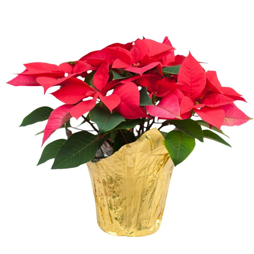 Red Poinsettia.jpg