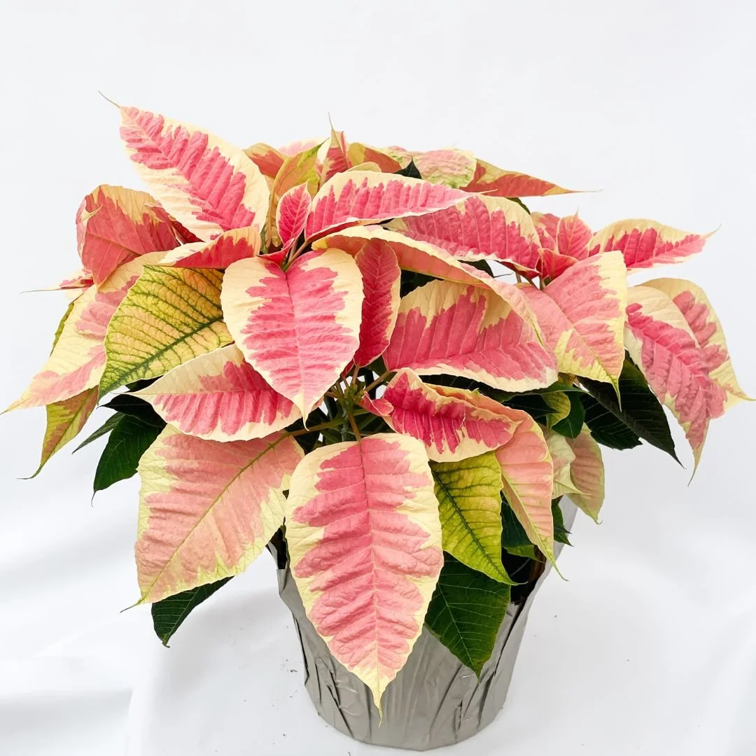 MarblePoinsettia.jpg