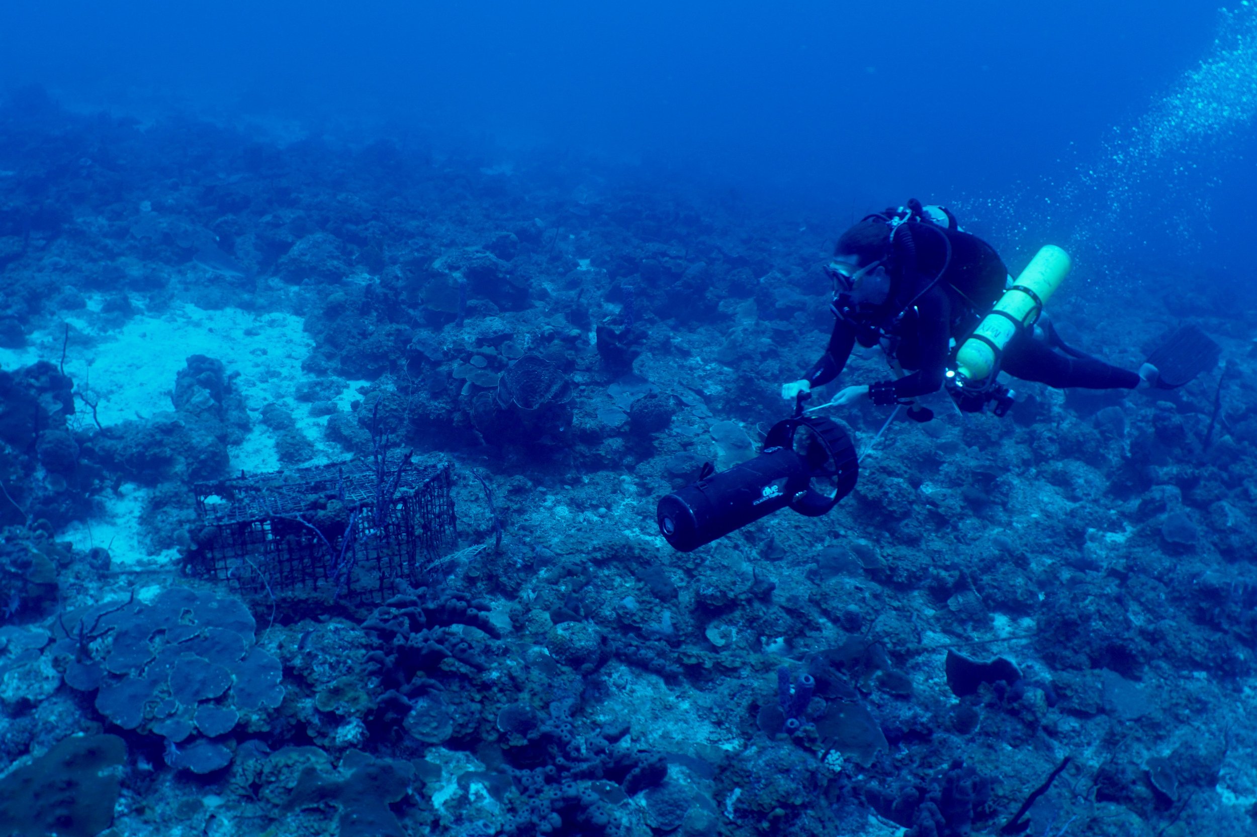 Coral Futures — Coral Reef Resilience Laboratory