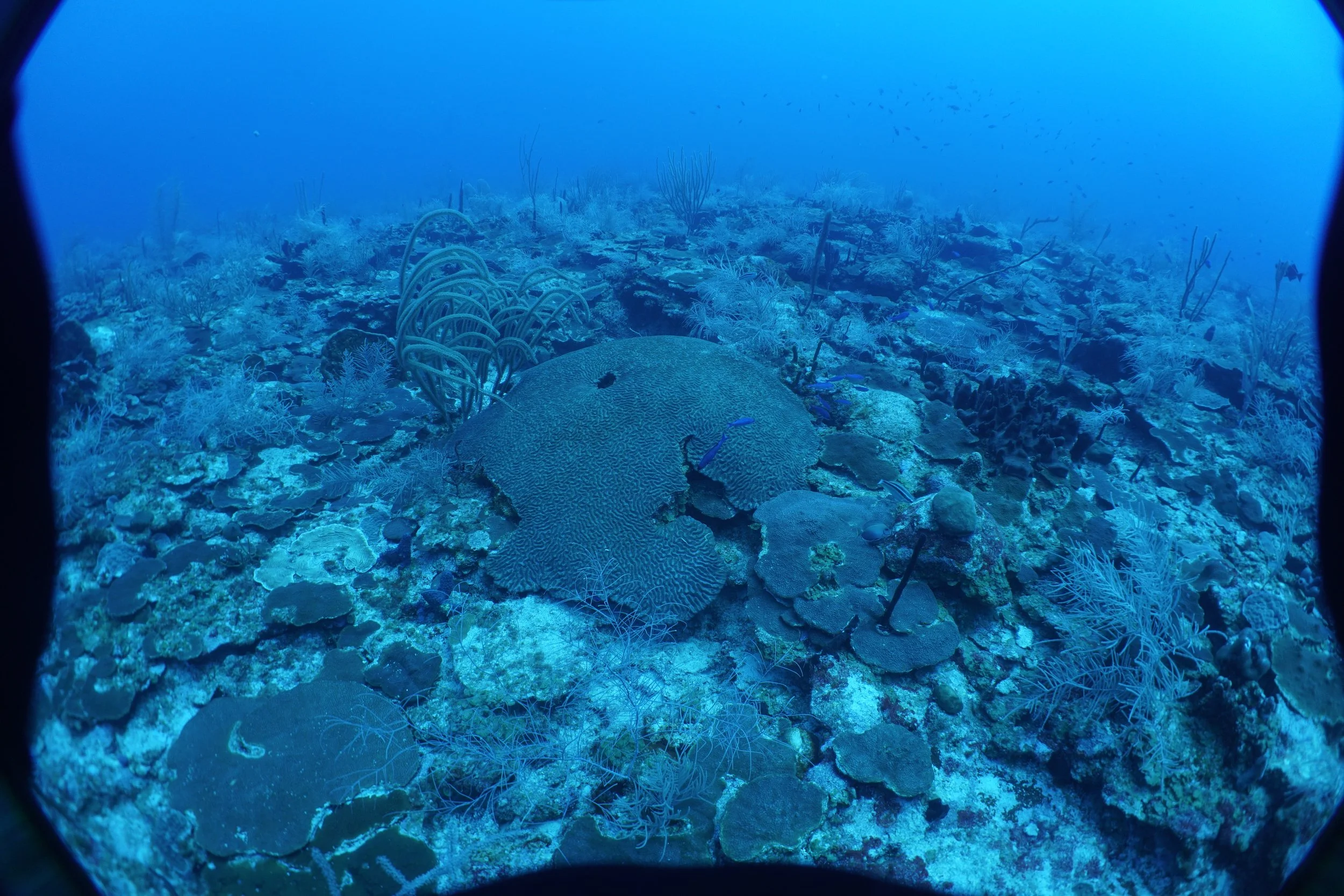 Mesophotic Coral Ecosystems — Coral Reef Resilience Laboratory - Coral Reef Ecosystem Resilience