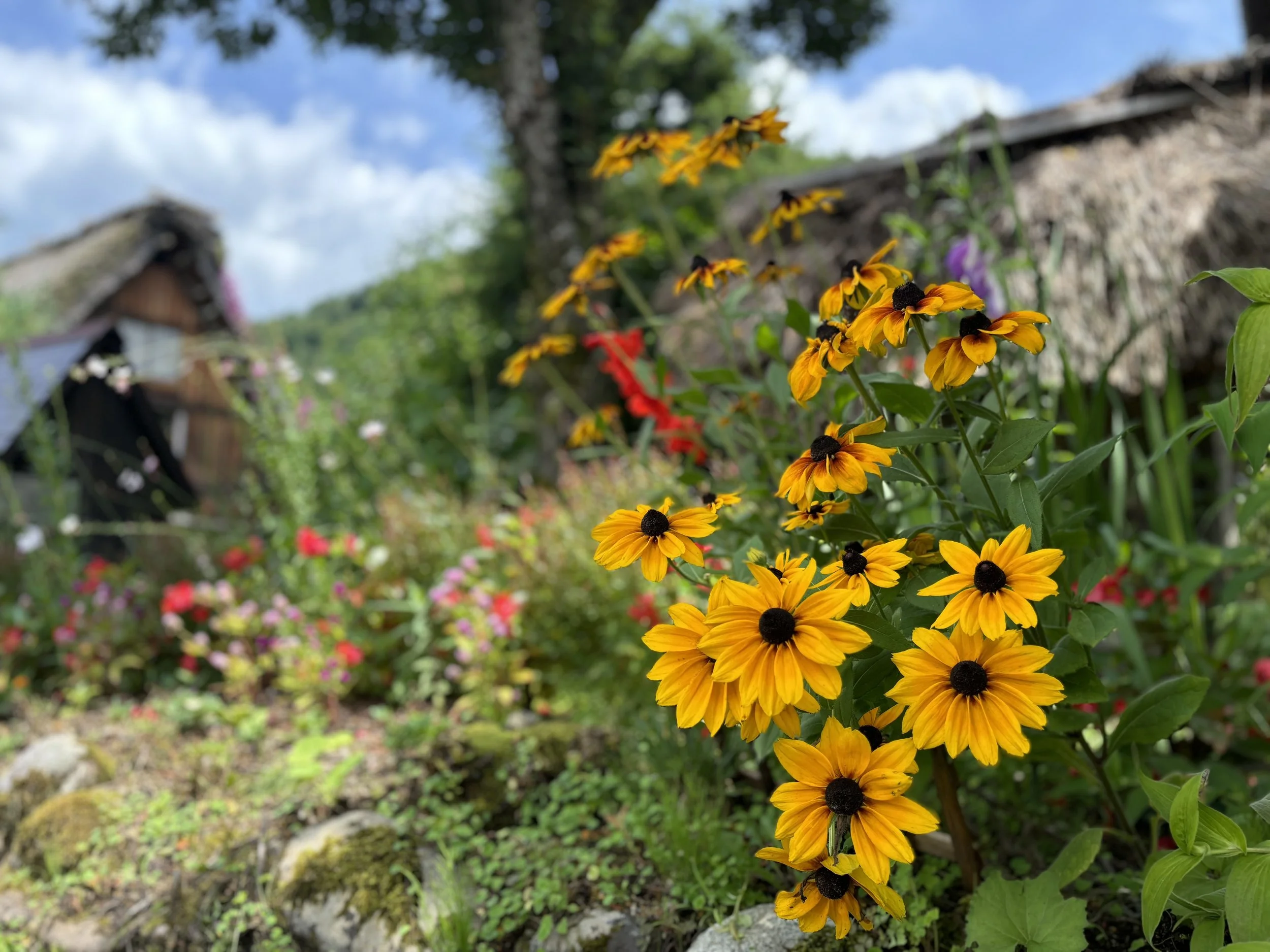 Yellow and black coneflowers growing in a garden with traditional thatched-roof houses in the background under a partly cloudy sky.