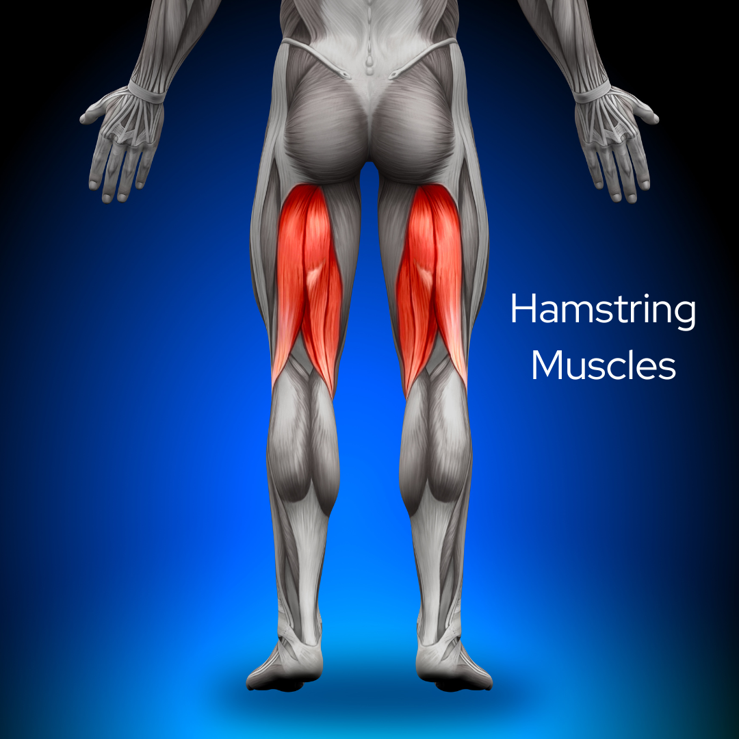 Hamstring Muscle Innervention Food and Flexibility