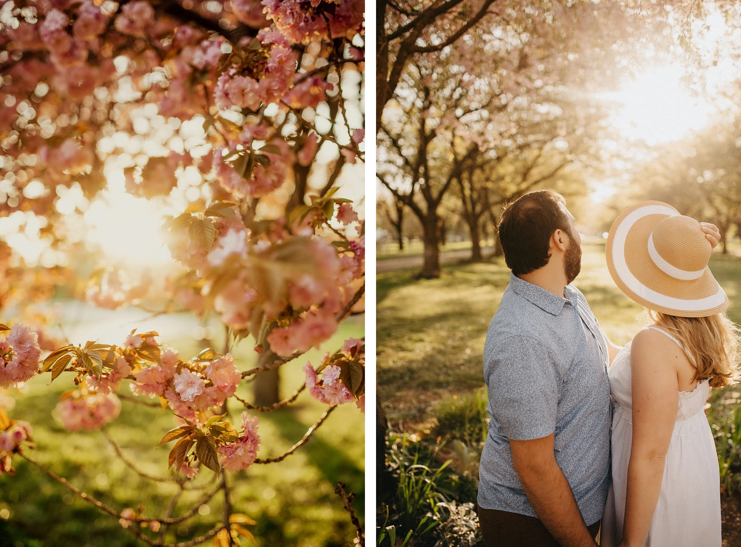 cherryblossom13.jpg