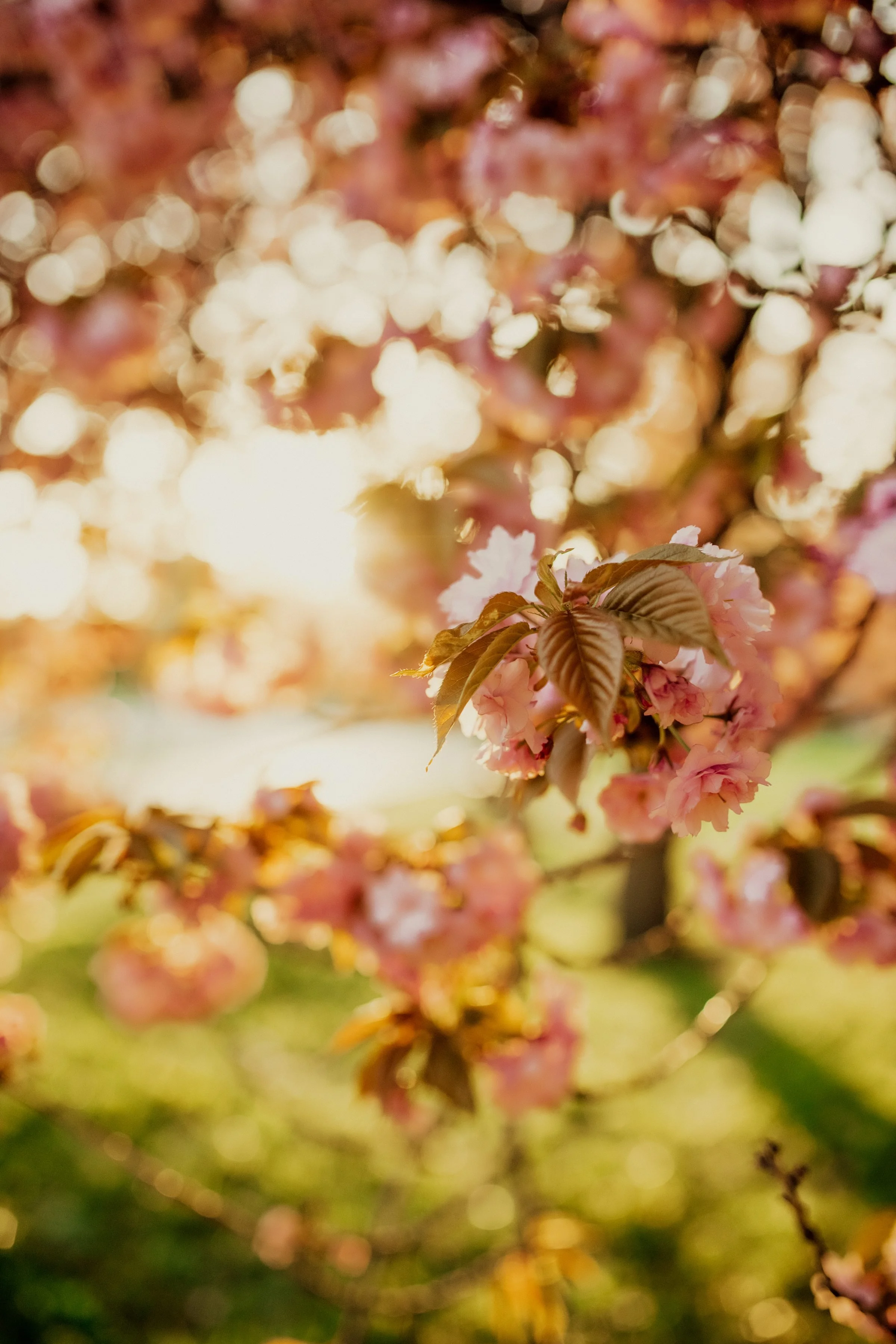 cherryblossom28.jpg