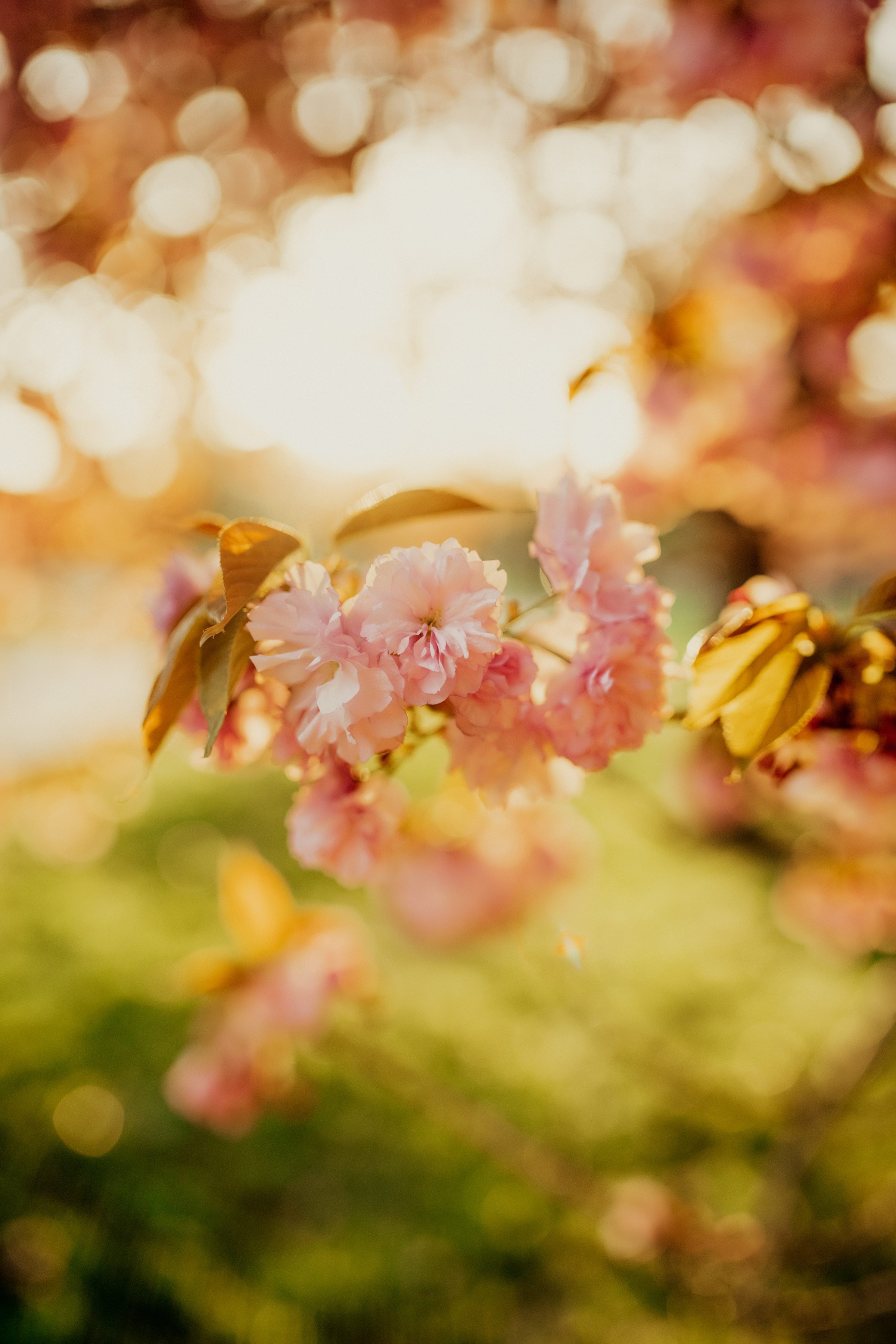 cherryblossom31.jpg