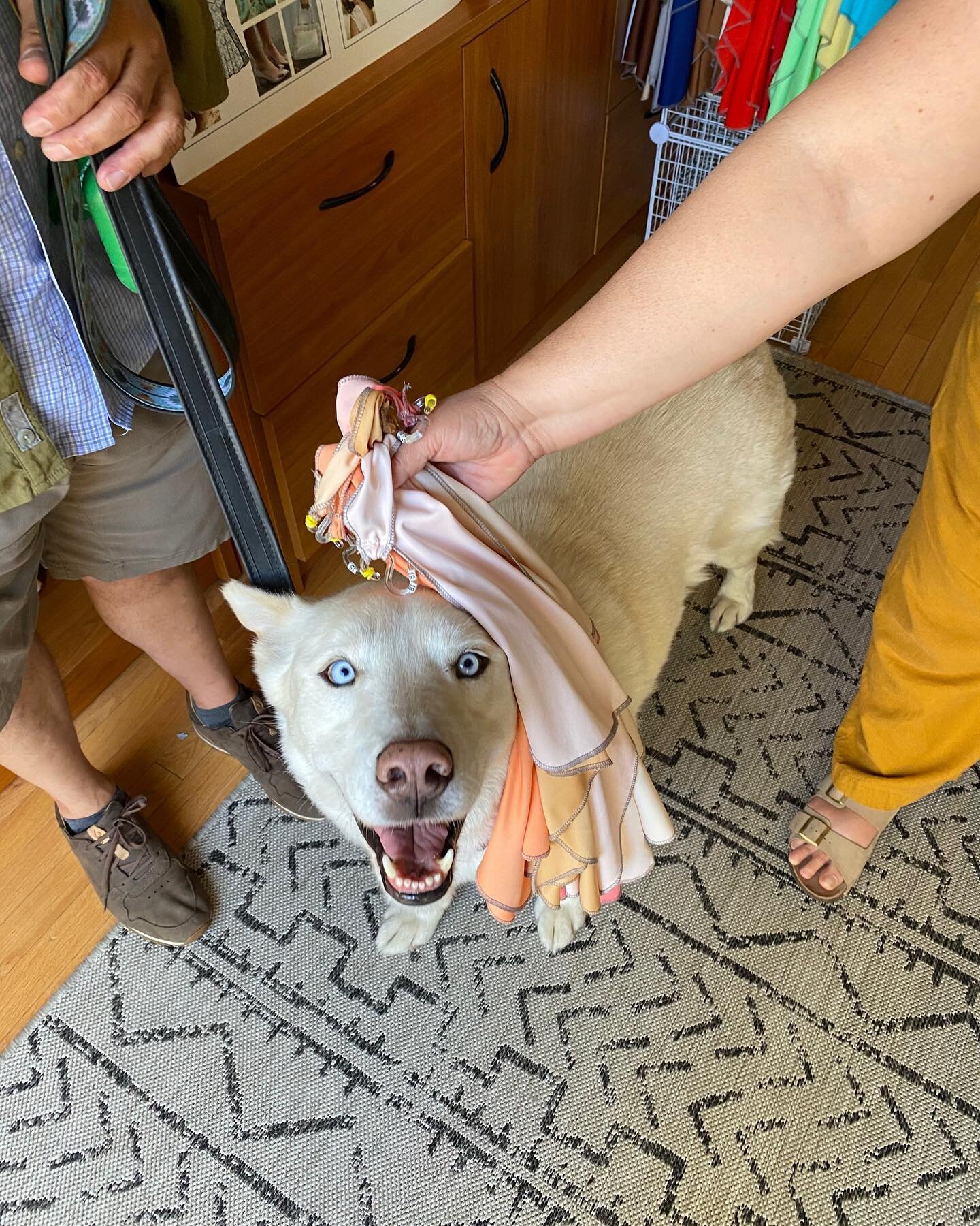 Norden&rsquo;s a Pastel Spring!!!
⠀⠀⠀⠀⠀⠀⠀⠀⠀
OK, can you really do Color Analysis on a pet?
⠀⠀⠀⠀⠀⠀⠀⠀⠀
Not in the traditional sense like with a human but&hellip; your dog, cat, lizard, bird etc. is already wearing their colors (fur, feathers, scales et