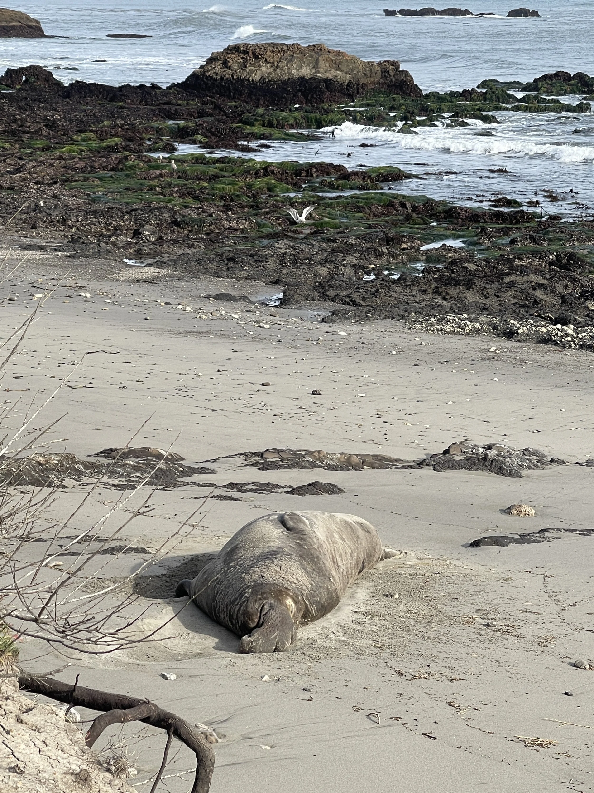Año Nuevo State Park (Winter 2026)