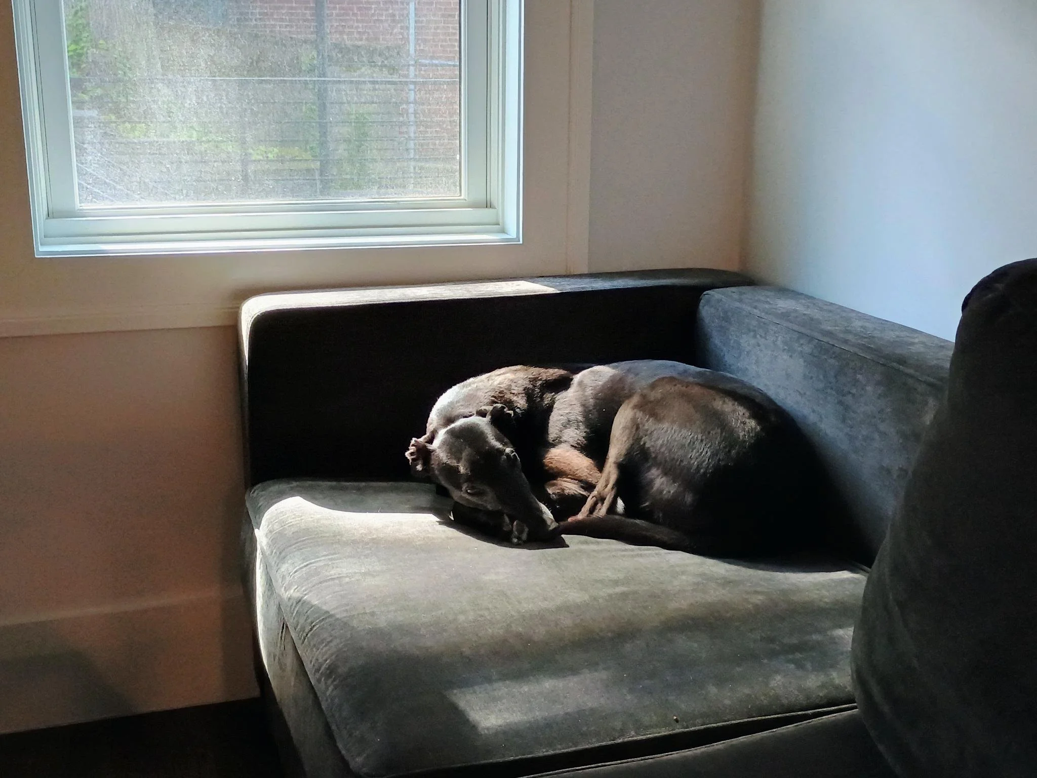a photo of a black greyhound laying curled up in a sunbeam on a gray couch