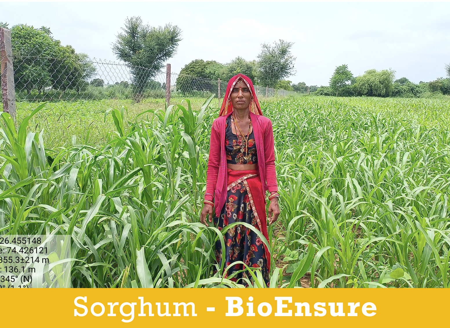 Sorghum Farmer_BioEnsure.png