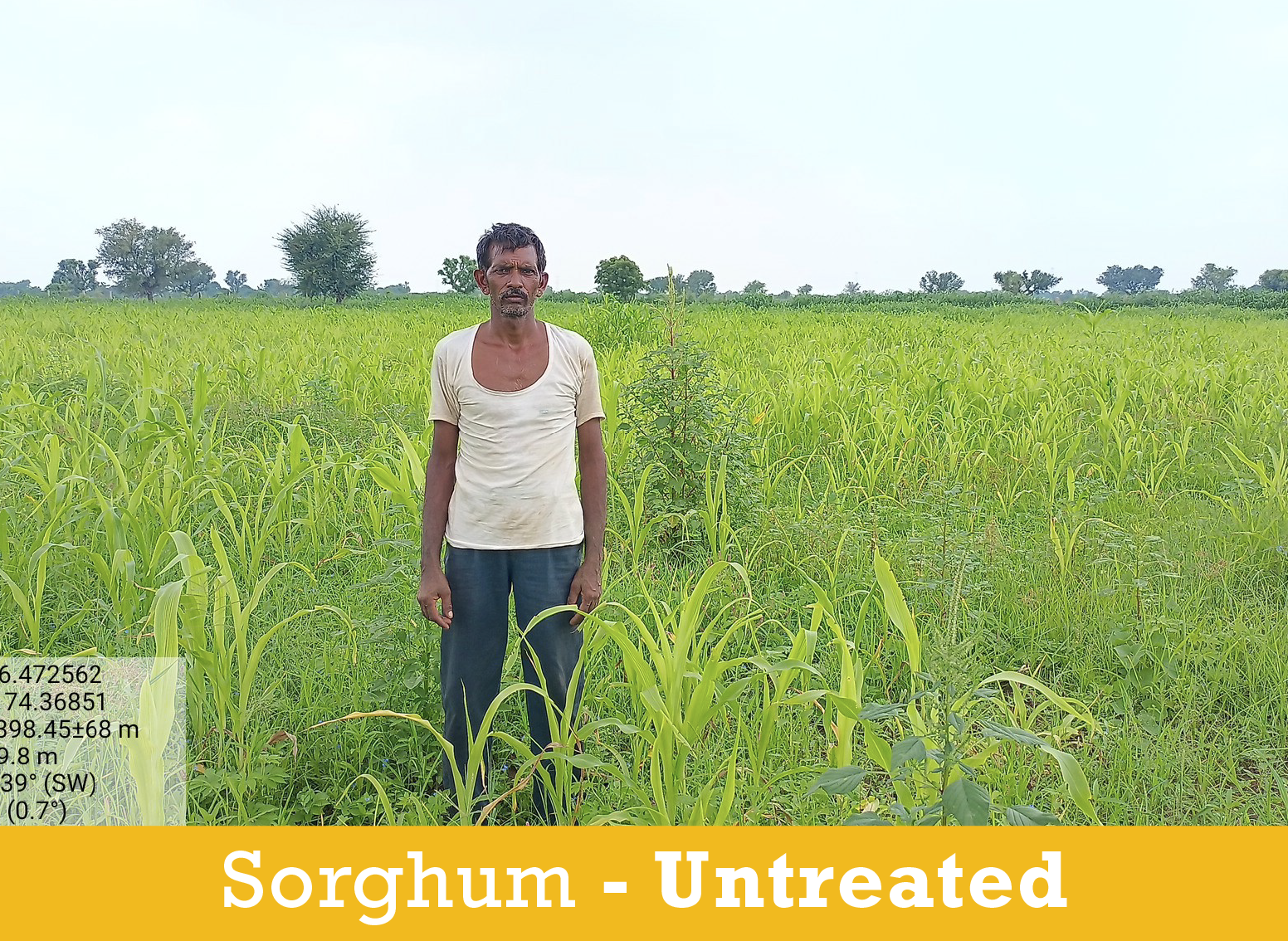 Sorghum Farmer2_UNtreated.png