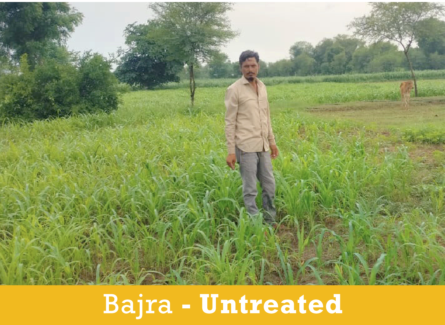Bajra Farmer_UNtreated.png