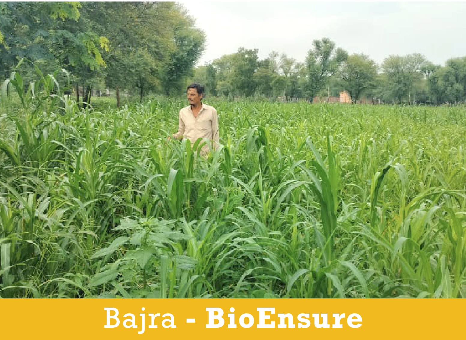 Bajra Farmer_BioEnsure.png